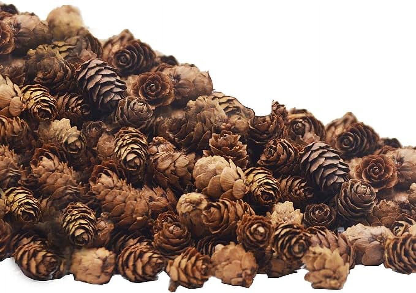 150 PCS Natural Mini Brown Pine Cones for DIY Crafts and Decor