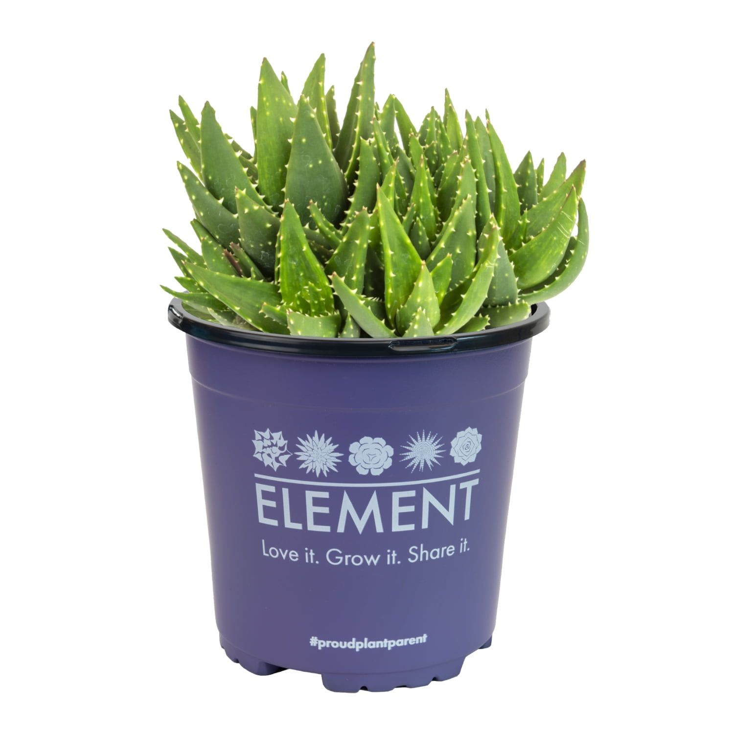 Aloe Nobilis Green Succulent in Purple Plastic Planter