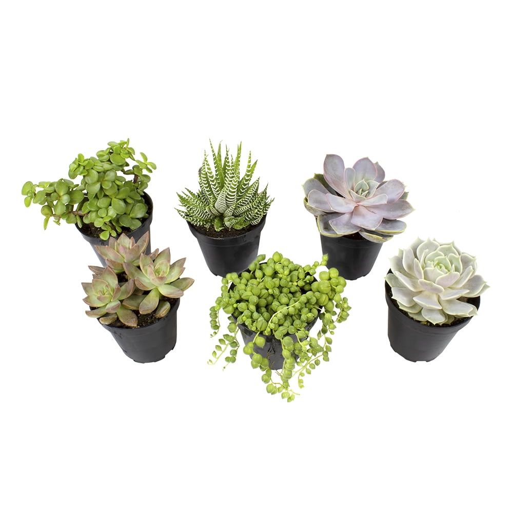 Multicolor Assorted Succulent Variety Pack in Plastic Pots