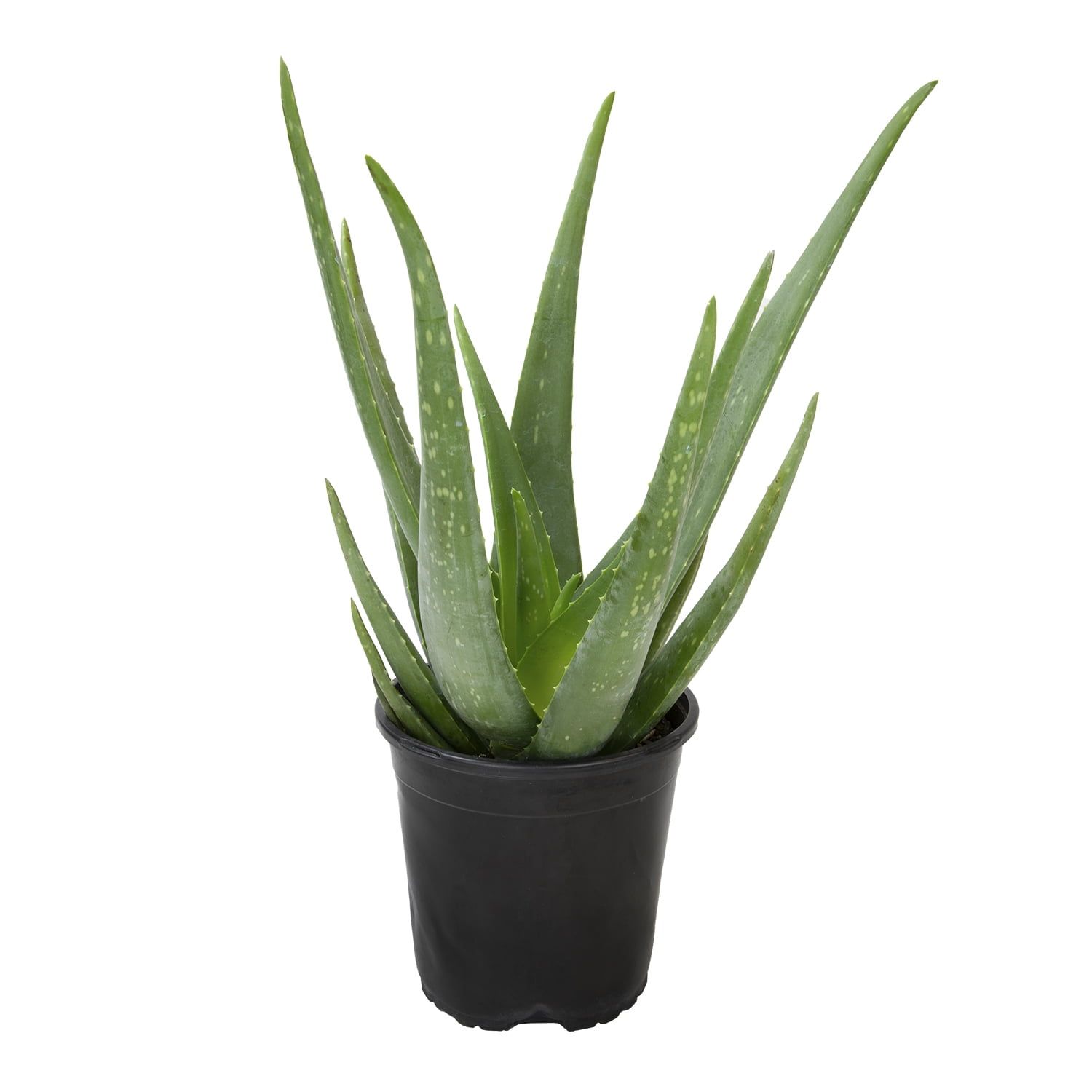 Large Green Aloe Vera Succulent in Black Plastic Pot