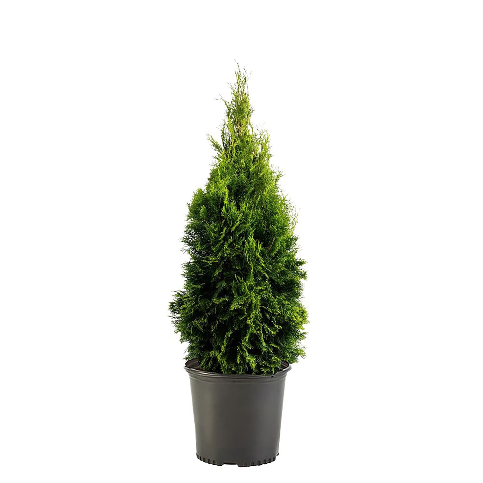 Emerald Green Arborvitae 1-Gallon Evergreen Shrub