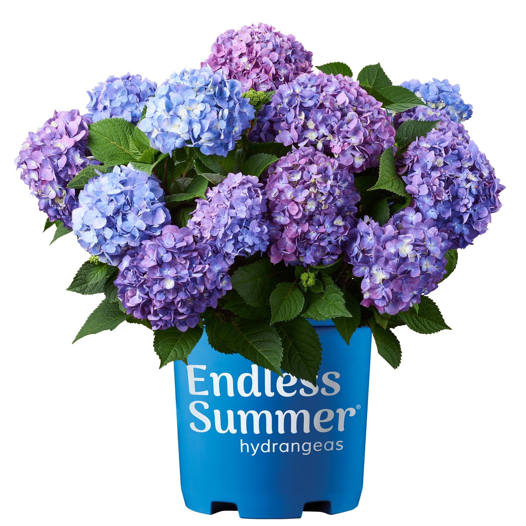 Endless Summer Bloomstruck 2 Gallon Pink and Purple Hydrangea