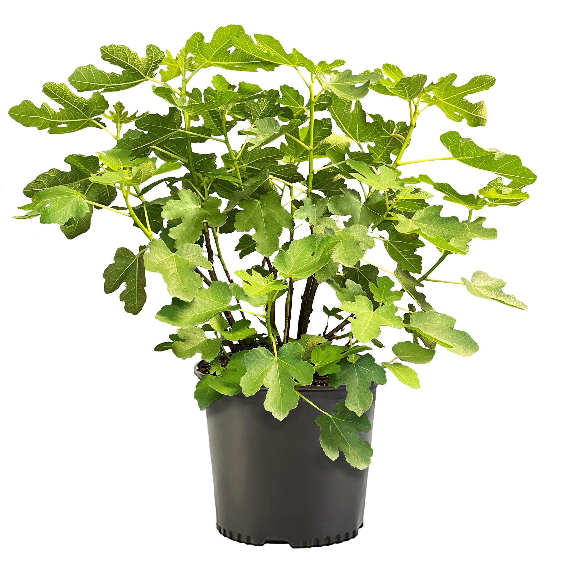 Brown Turkey Fig Tree in 1-Gallon Black Container