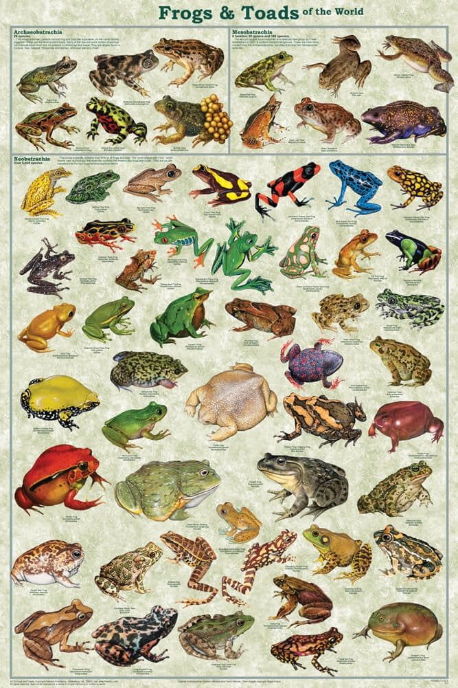 Frogs and Toads of the World Laminated Educational Poster