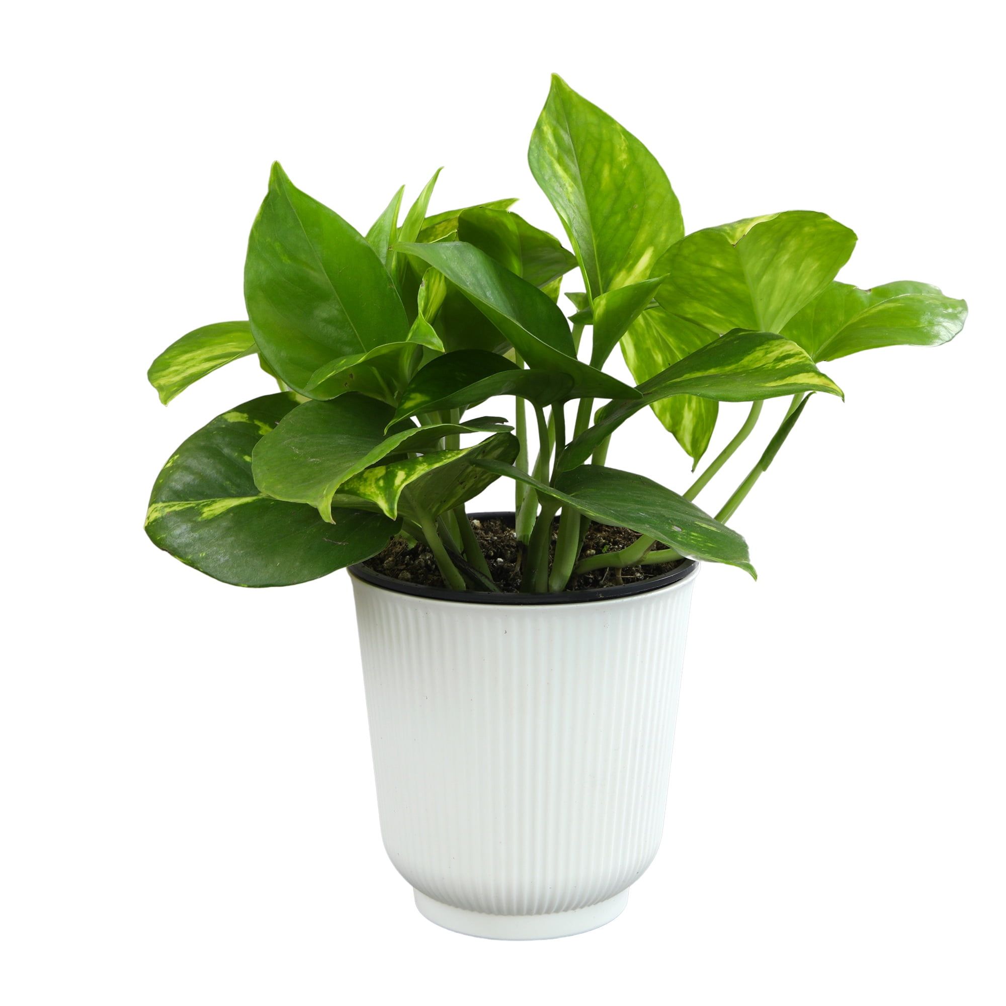 Golden Petite Pothos in White Planter, 4.25 Inch