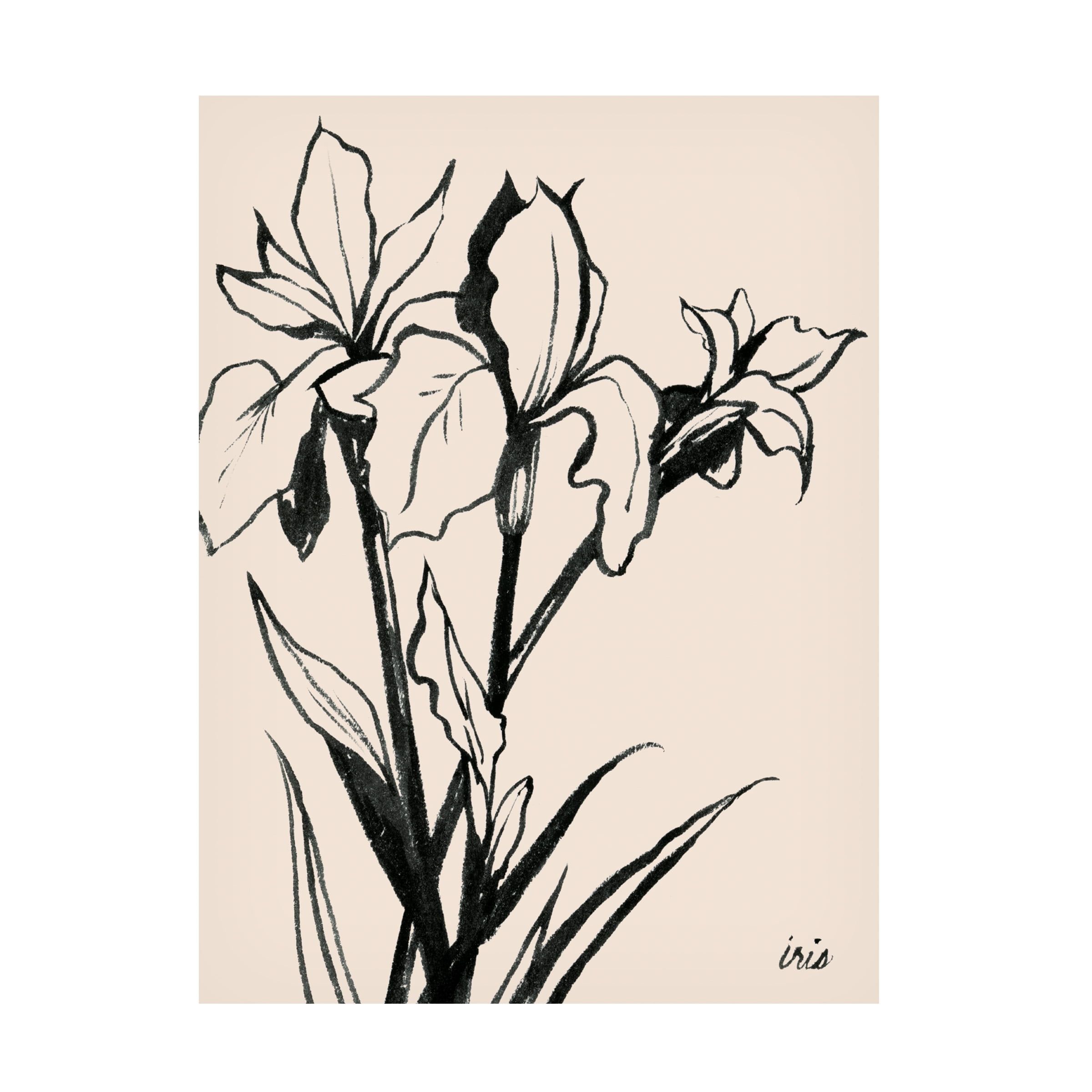 Grace Popp Black and White Iris Sketch Canvas Art