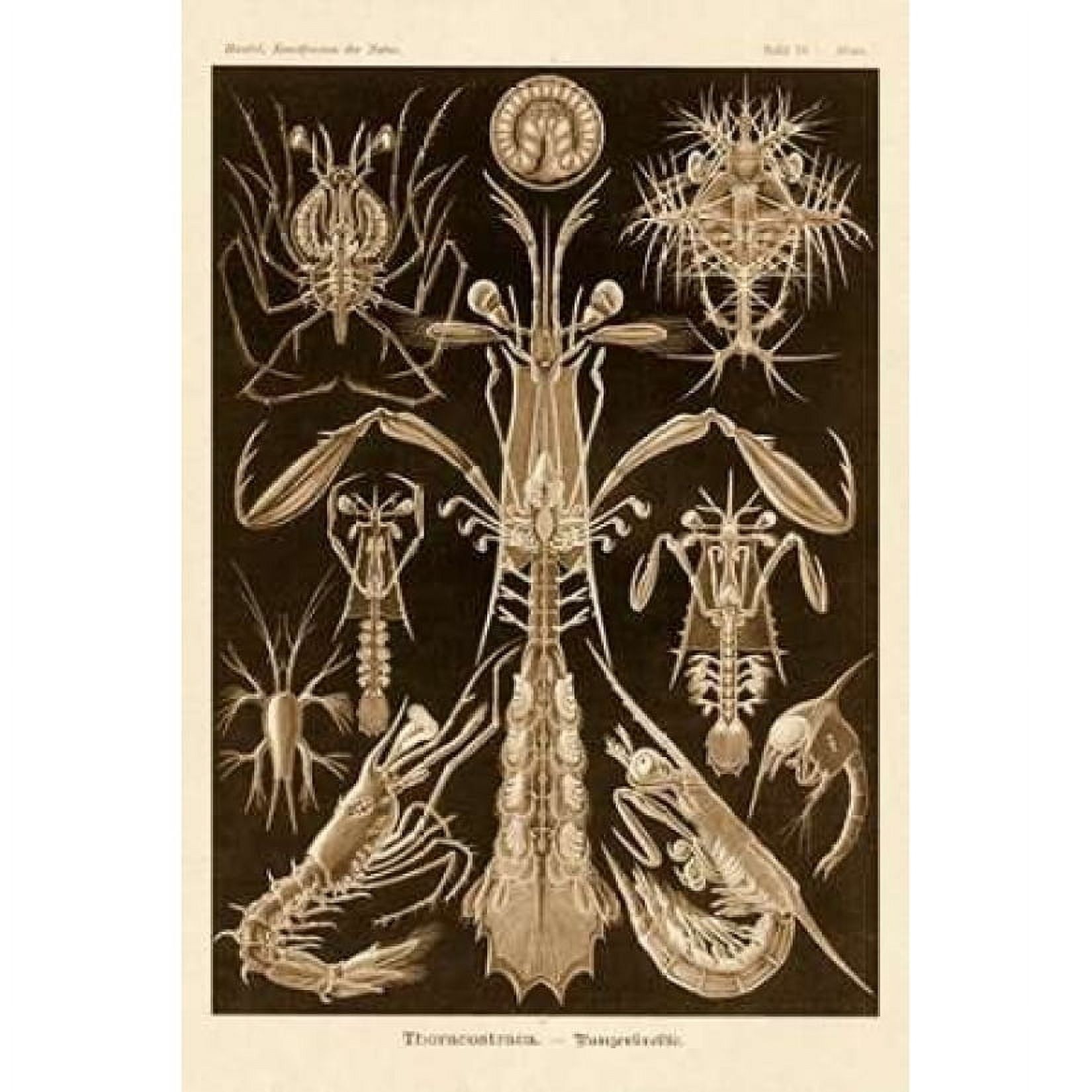 Sepia Tint Thoracostraca Crustaceans 12x18 Poster Print