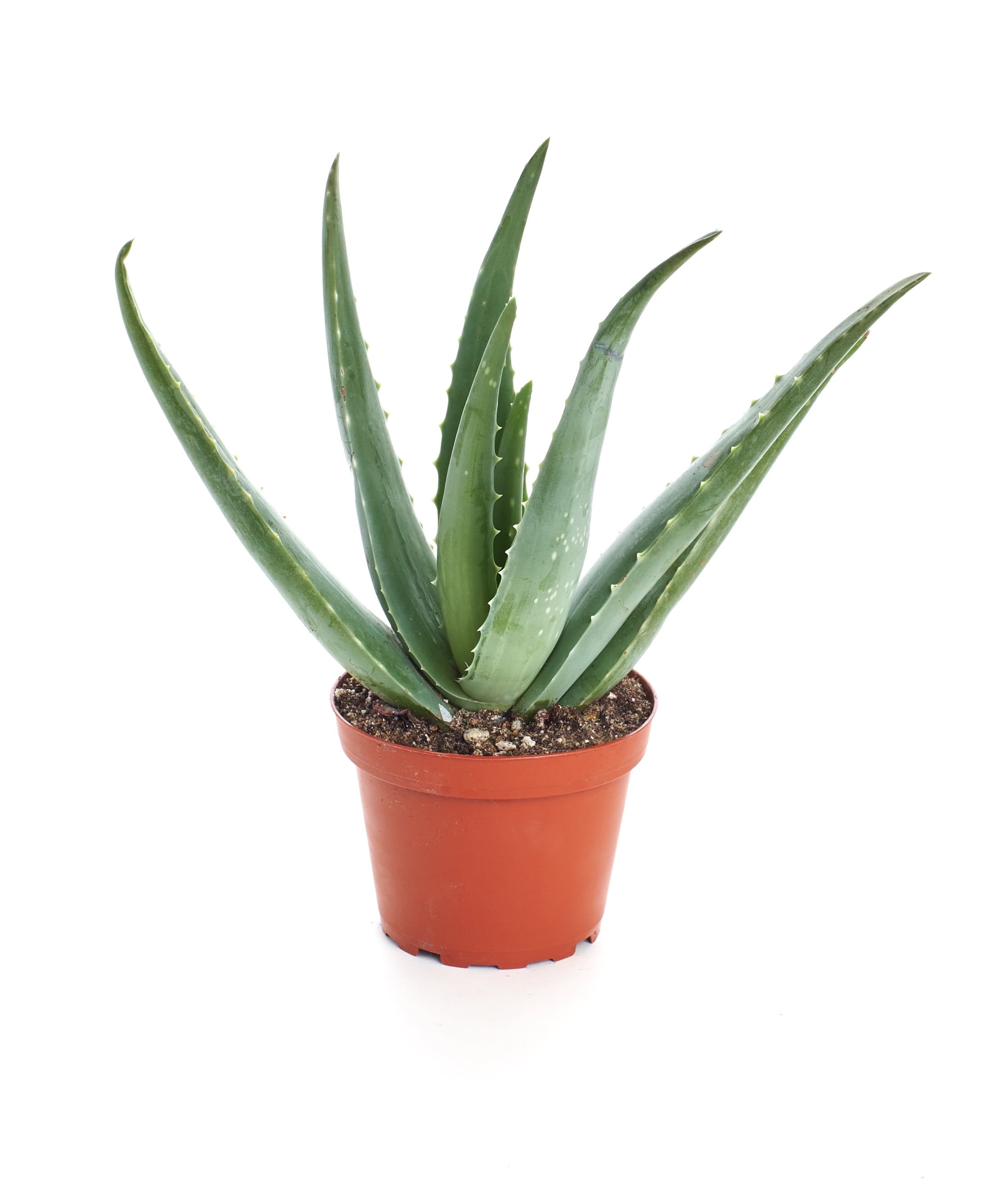 Aloe Vera Desktop Succulent in 4'' Gray-Green Pot