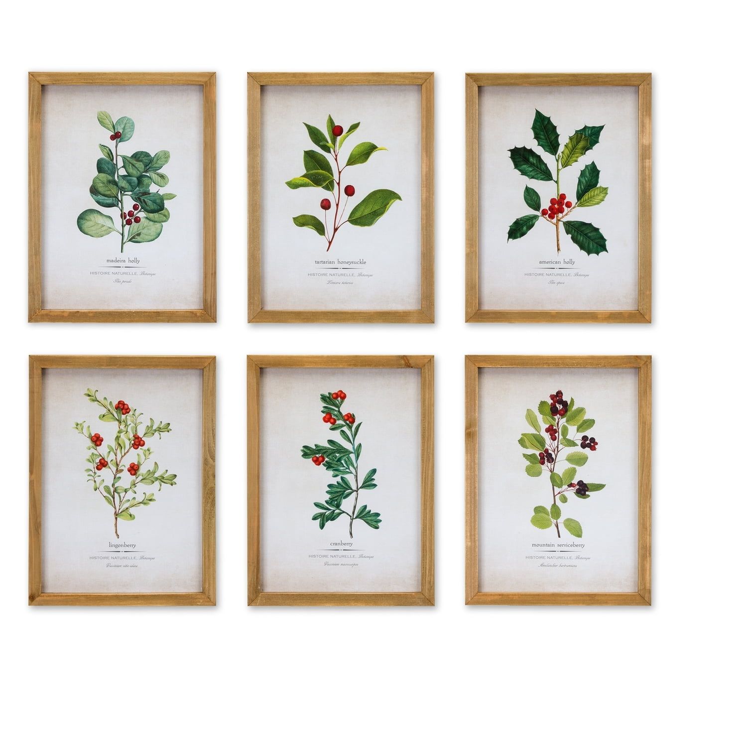 Framed Winter Foliage Christmas Prints Set of 6