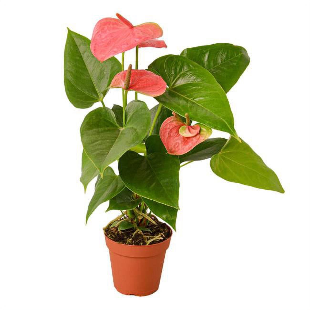 Pink Anthurium in 4" Terracotta Pot