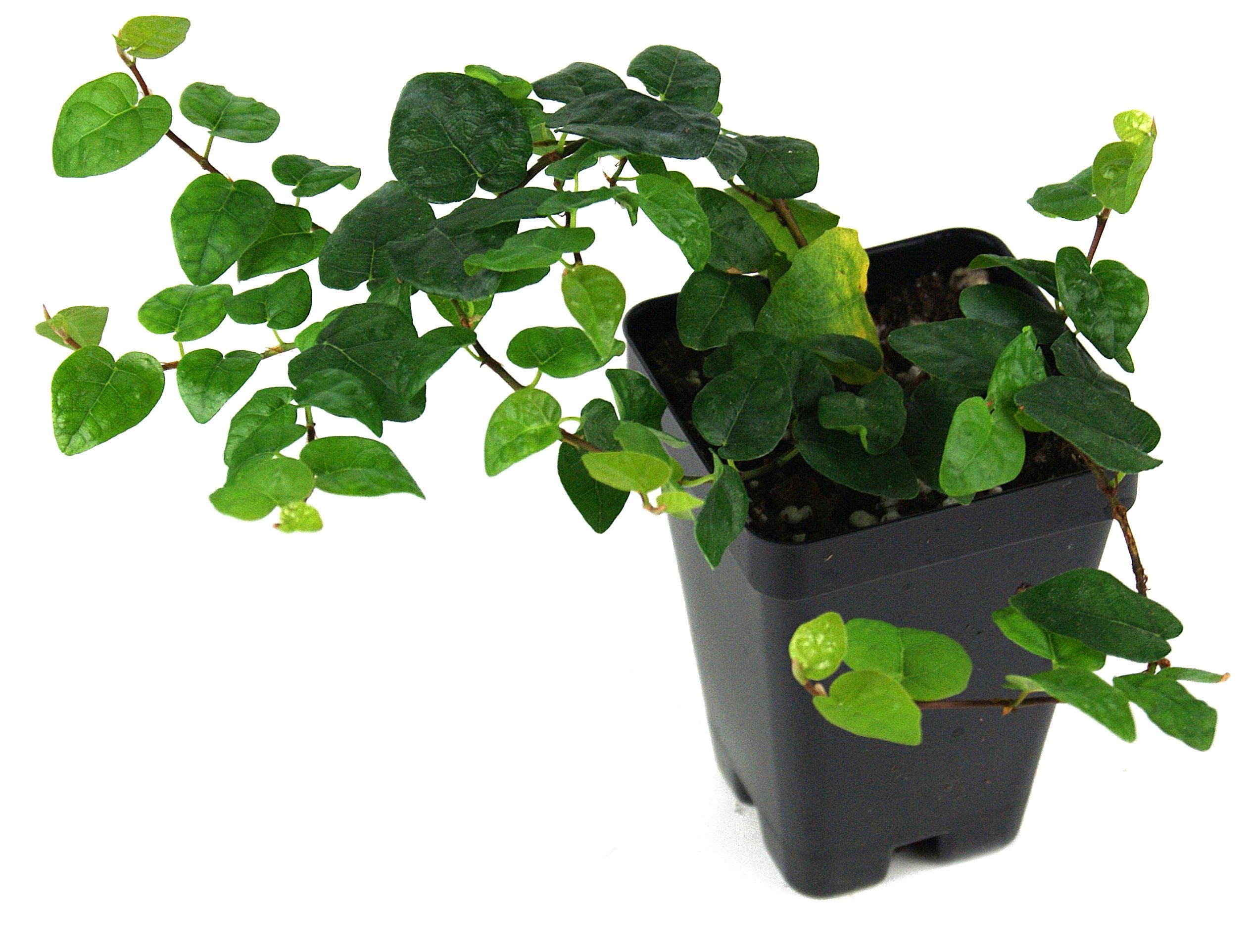 Pet Friendly Green Ficus Pumila Creeping Fig Plant in Pot