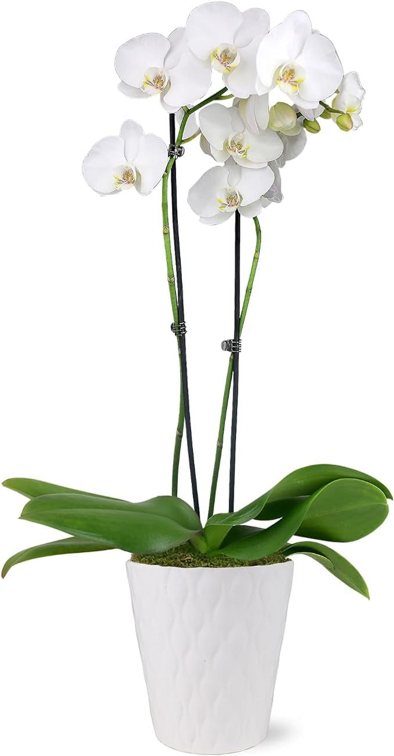 White and Yellow Orchid in 5" White Ceramic Pot