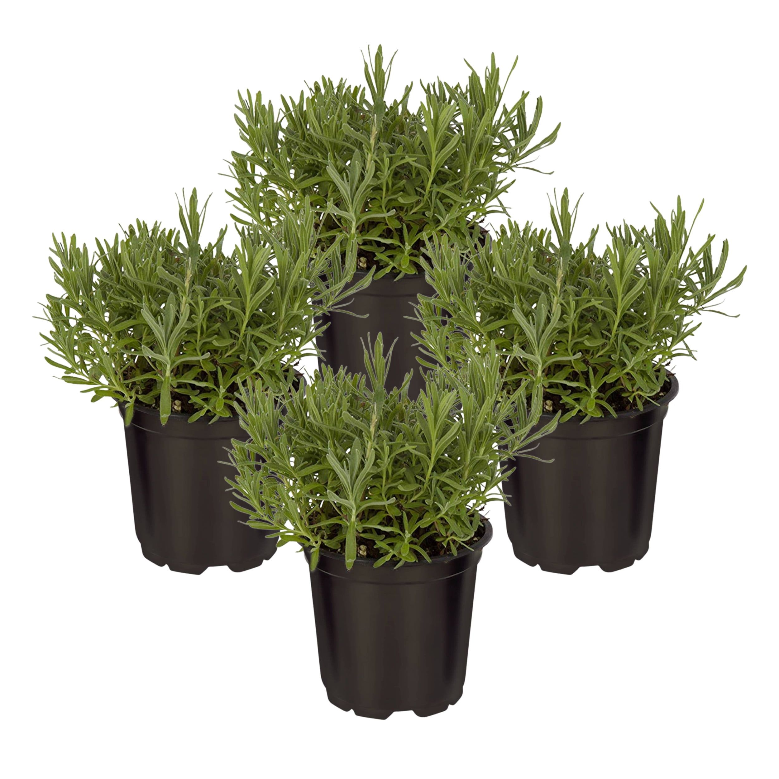 Live Aromatic Lavender Herb Set in Black Pots