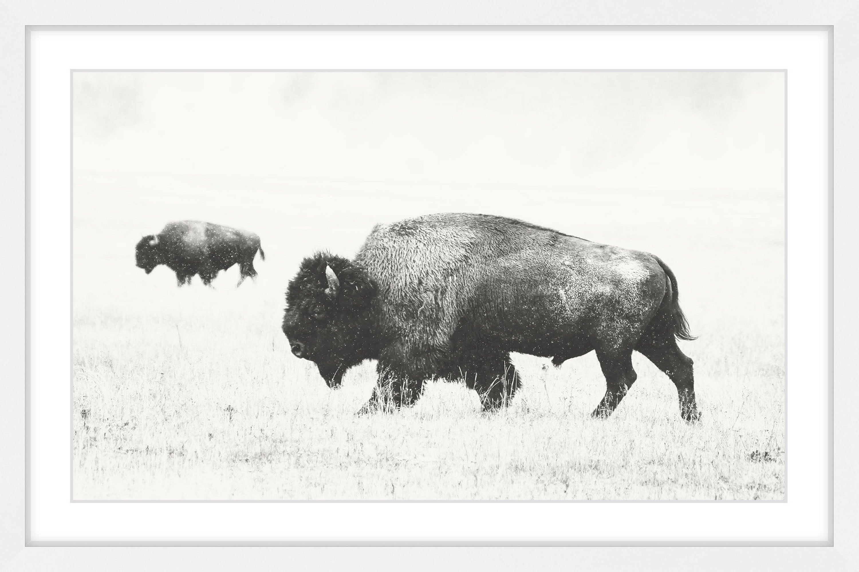 Buffalo Pair Black and White Framed Canvas Print, 16" x 24"