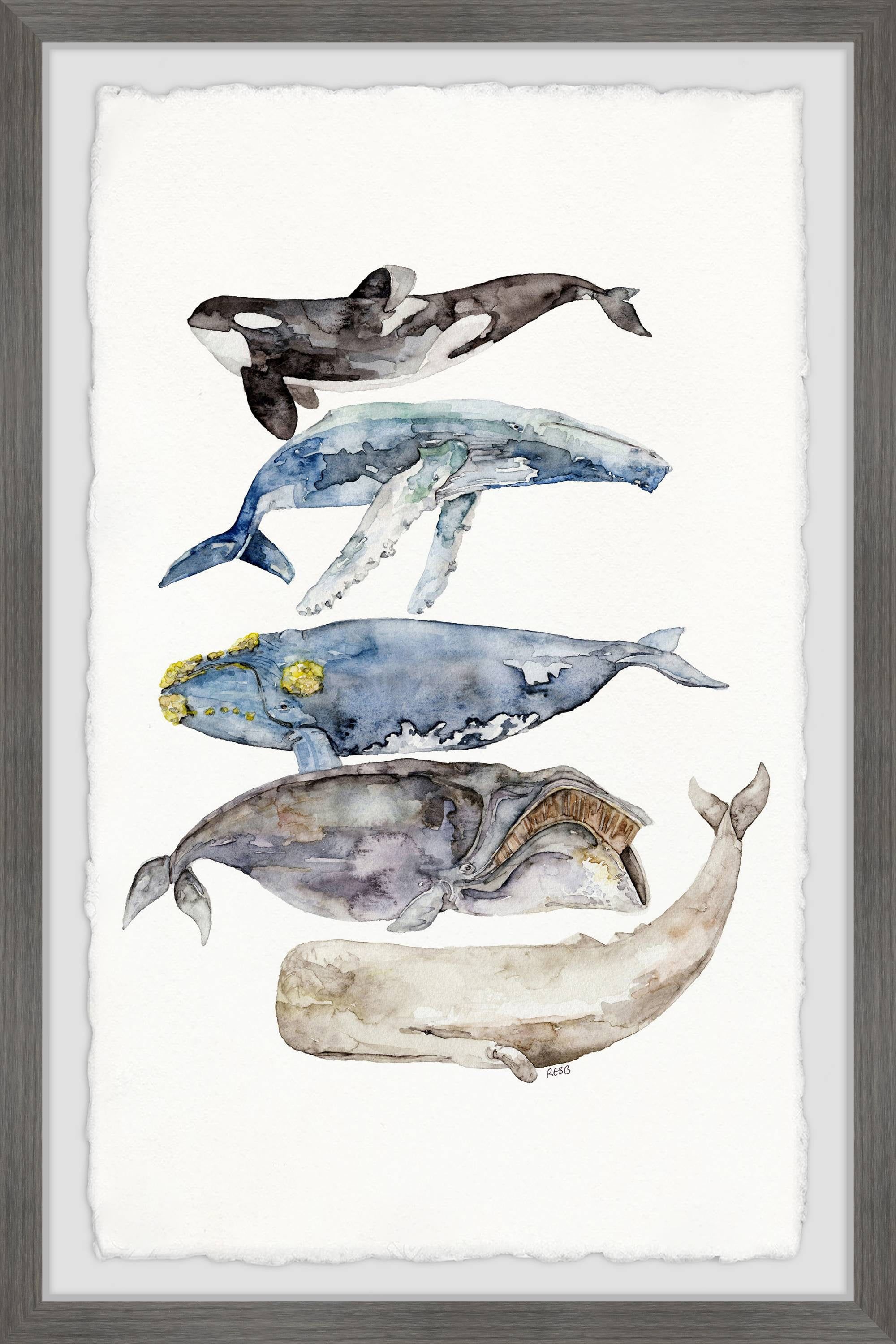 Handmade Whale Species Print in Gray Wooden Frame