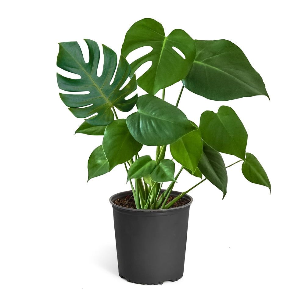 Monstera Deliciosa in Black Plastic Planter, 3 Gallon