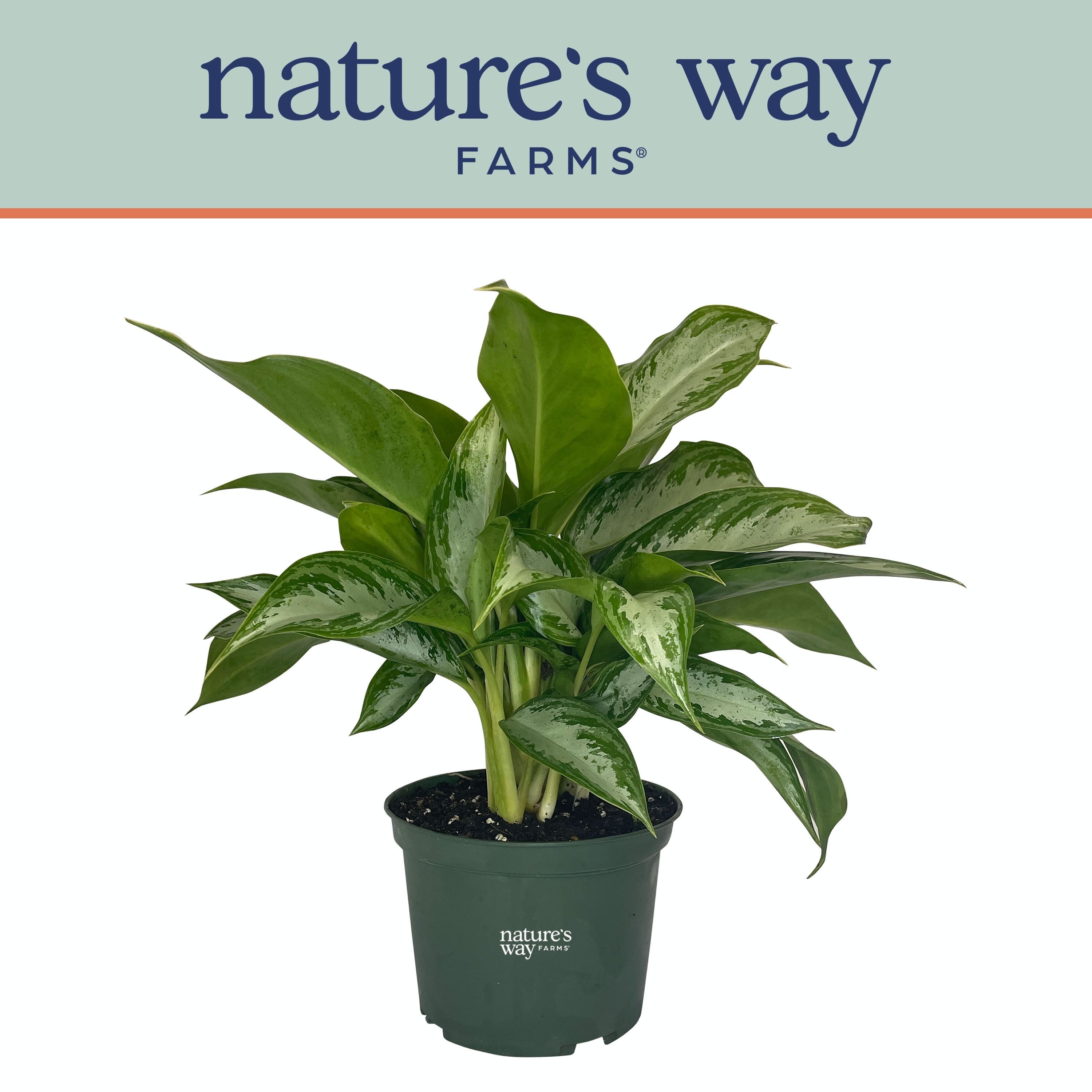 Aglaonema Crystal Bay Silver-Green Indoor Houseplant in Grower Pot