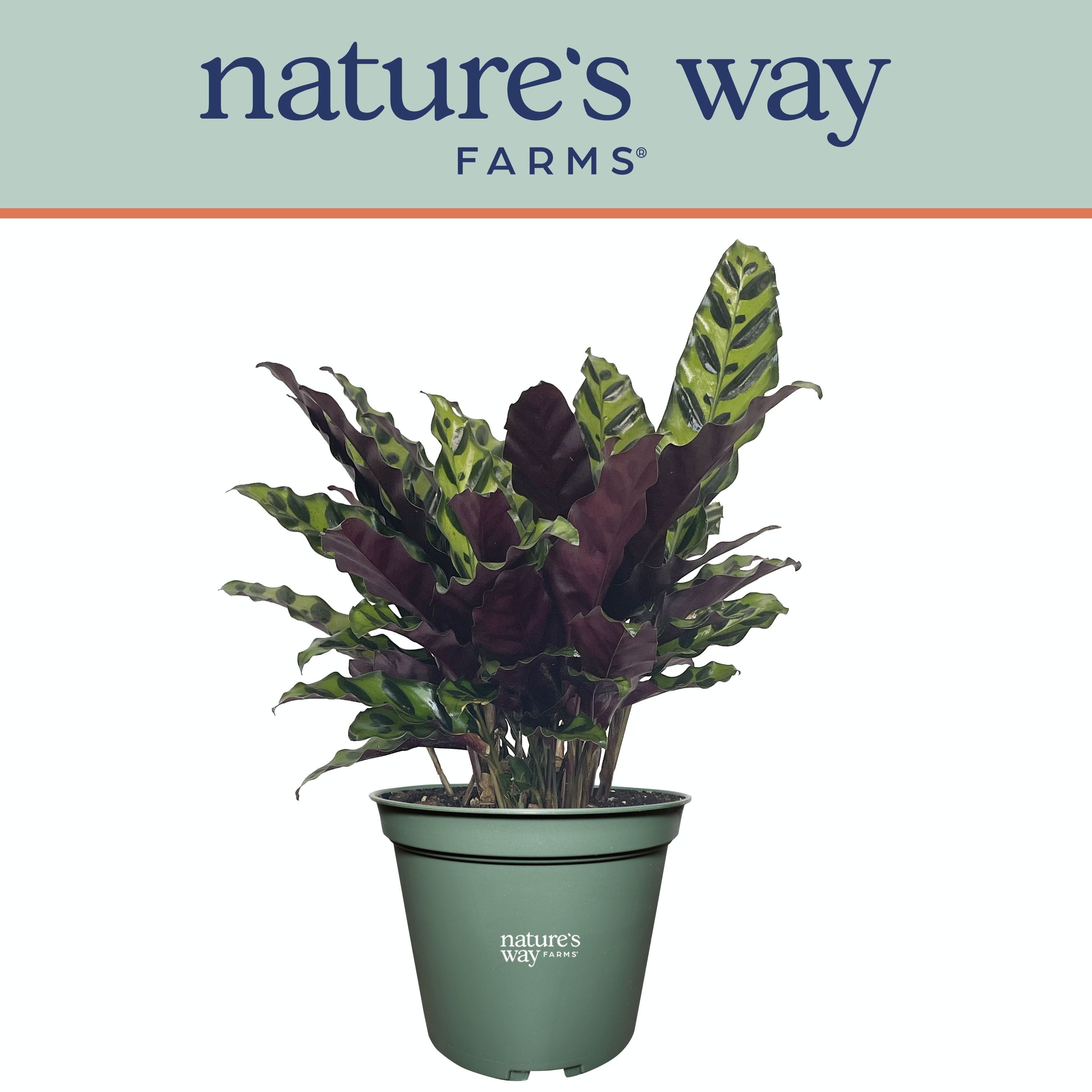 Calathea Rattlesnake Indoor Plant in Green Growers Pot