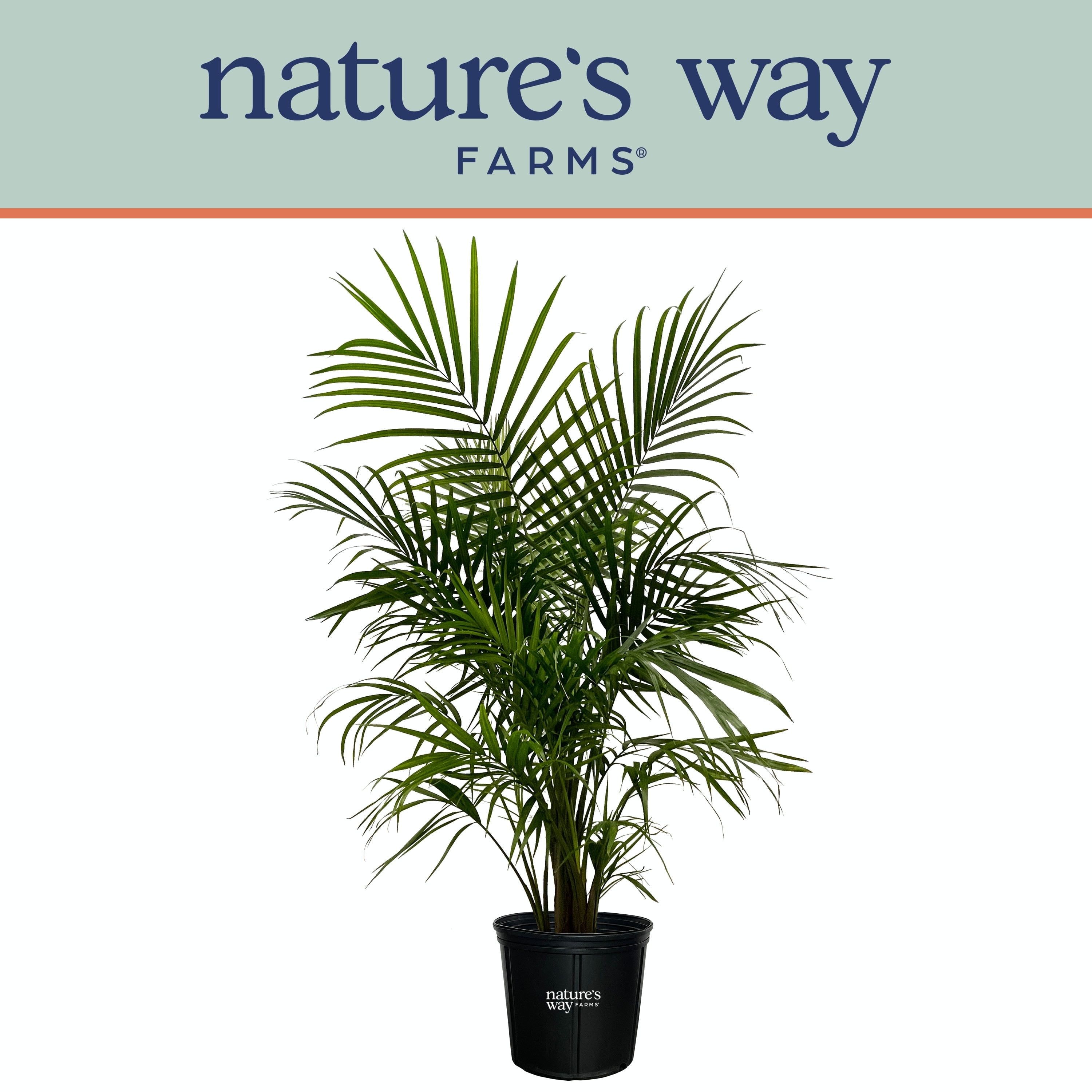 Majesty Palm Live Plant in Black Growers Pot