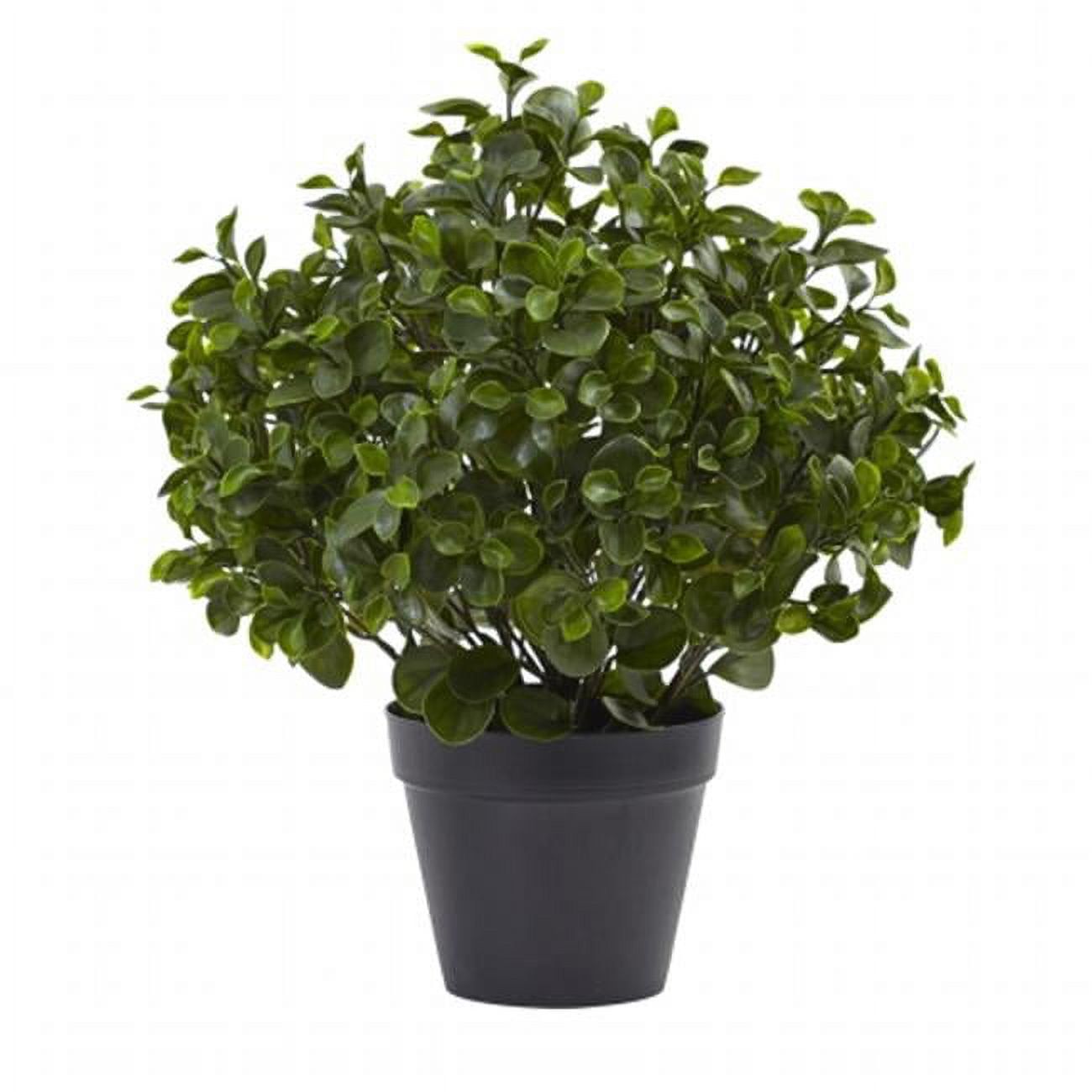 Lush Outdoor 24" UV-Resistant Peperomia in Black Pot