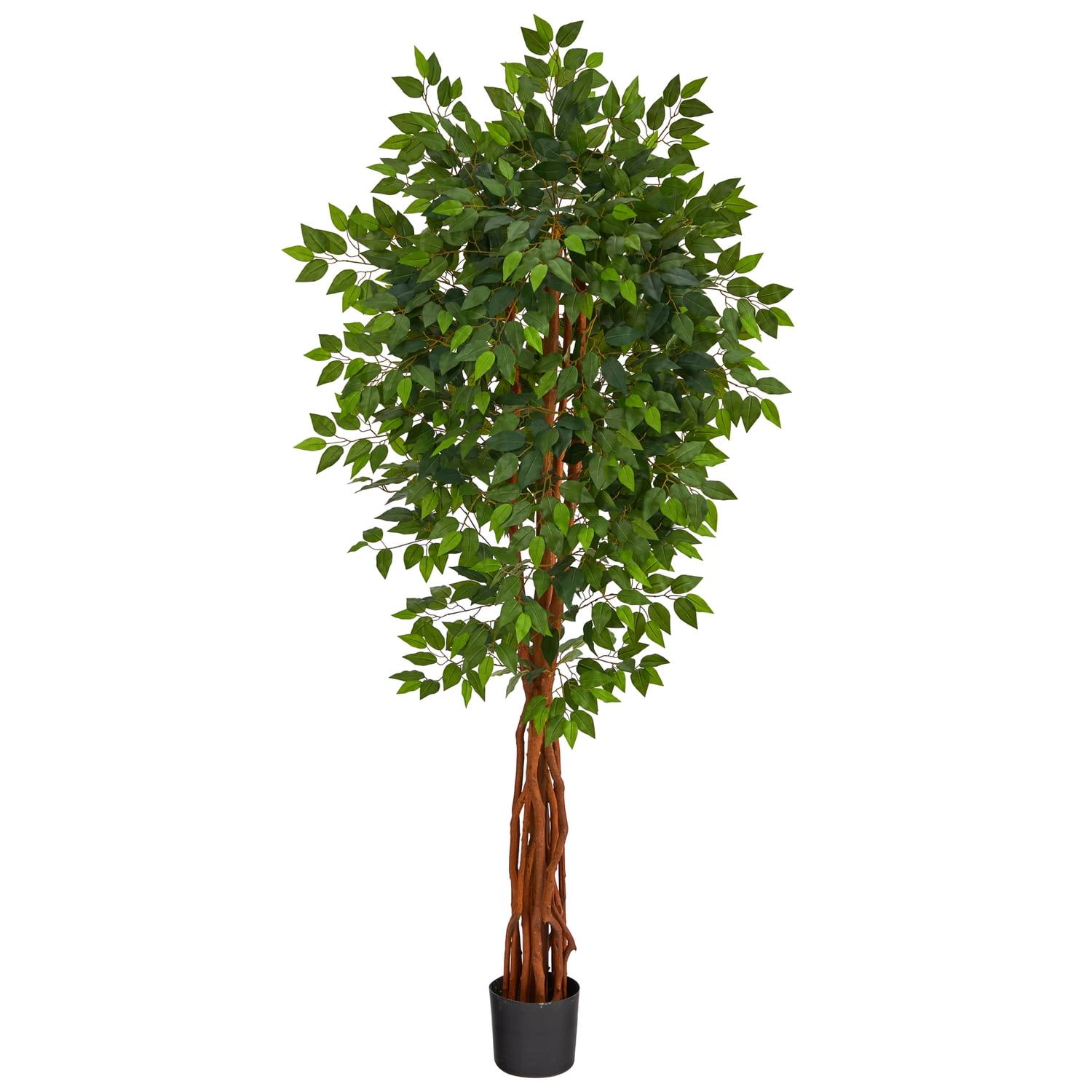 Elegant 6.5ft Green Ficus in Black Planter for Indoor/Outdoor Decor