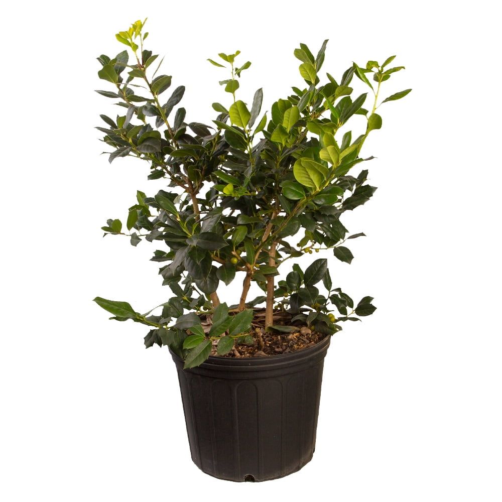 Nellie R Stevens Holly 2.4 Gallon Evergreen Shrub