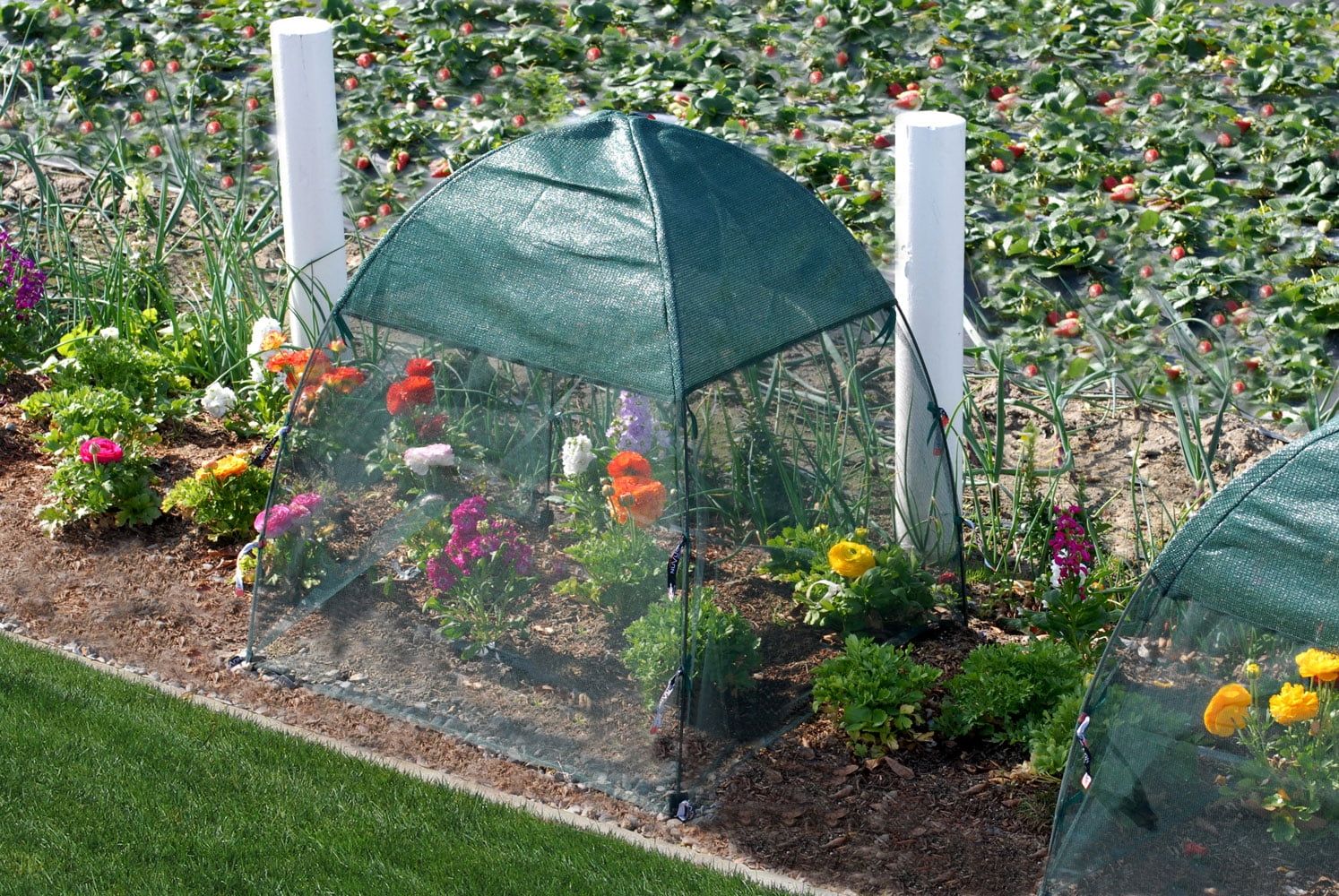 Green 52" x 52" Pop-Up Garden Netting Bug and Shade Cover