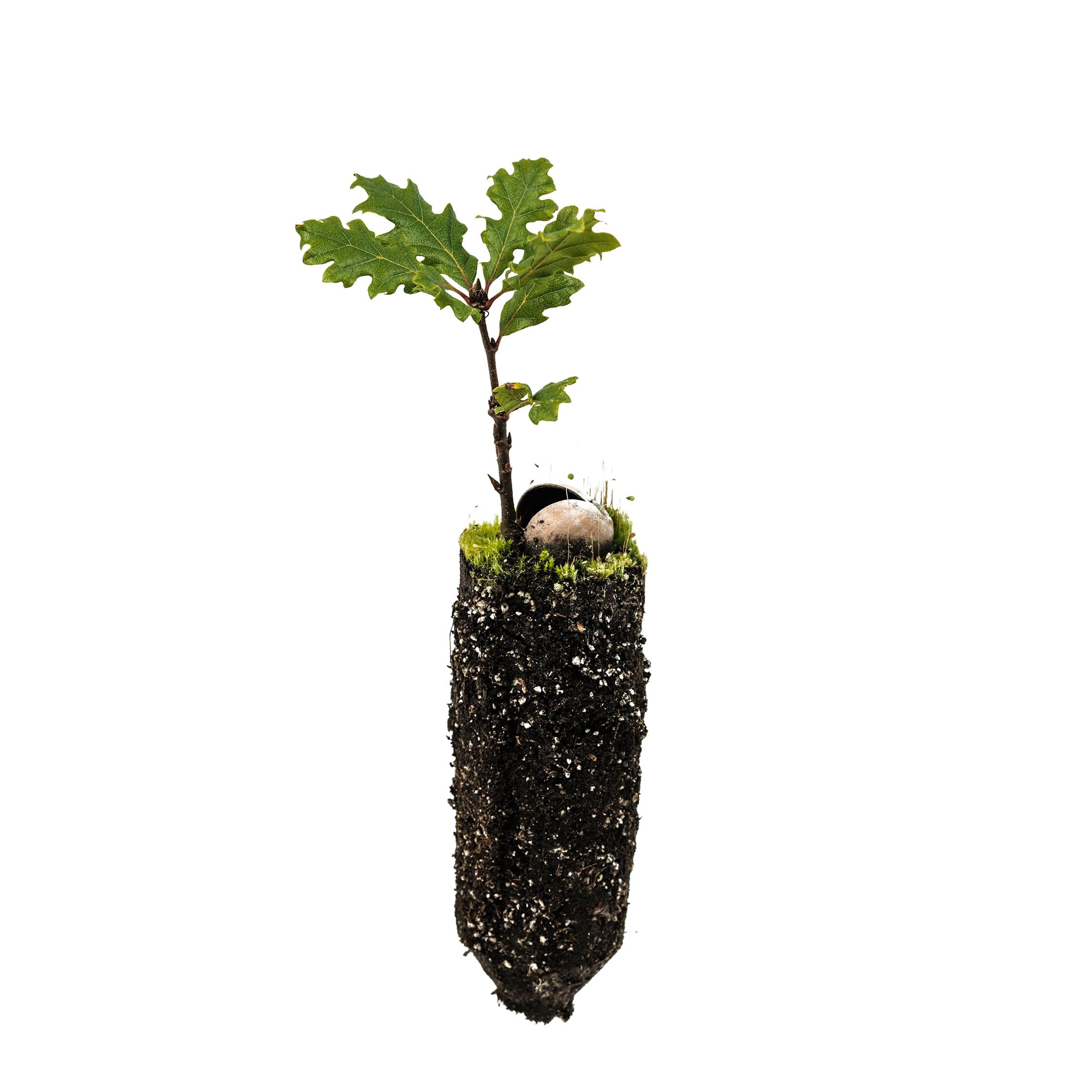 Oregon White Oak Medium Tree Seedling with Acorn