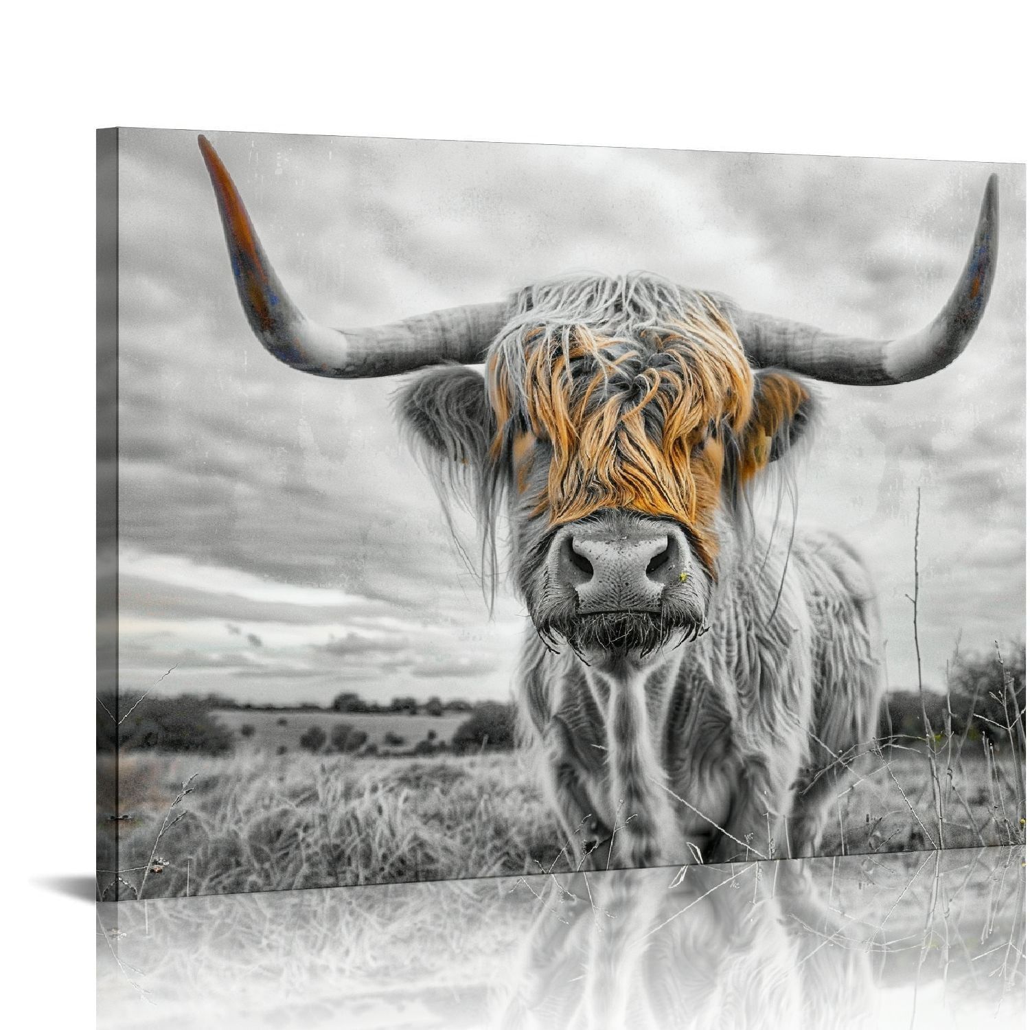 Black and White Highland Cow Canvas Print with White Frame, 16 x 20