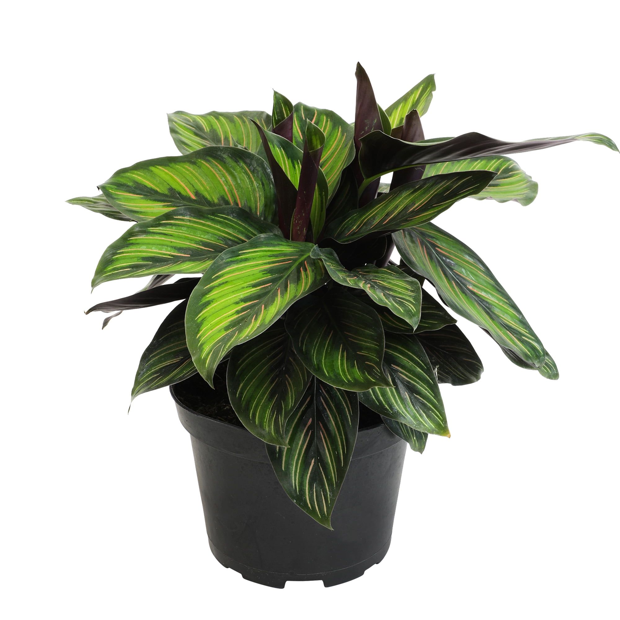 Calathea Ornata Pinstripe Plant in Black Plastic Pot