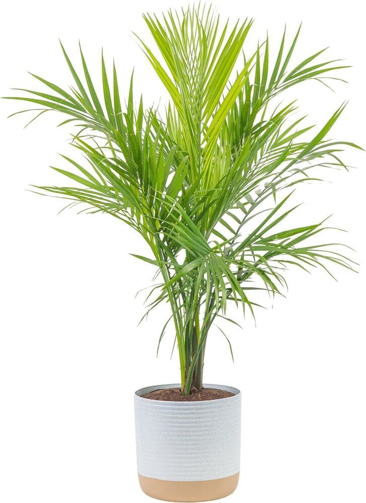 Majesty Palm in Decorative Pot for Indoor Air Purification