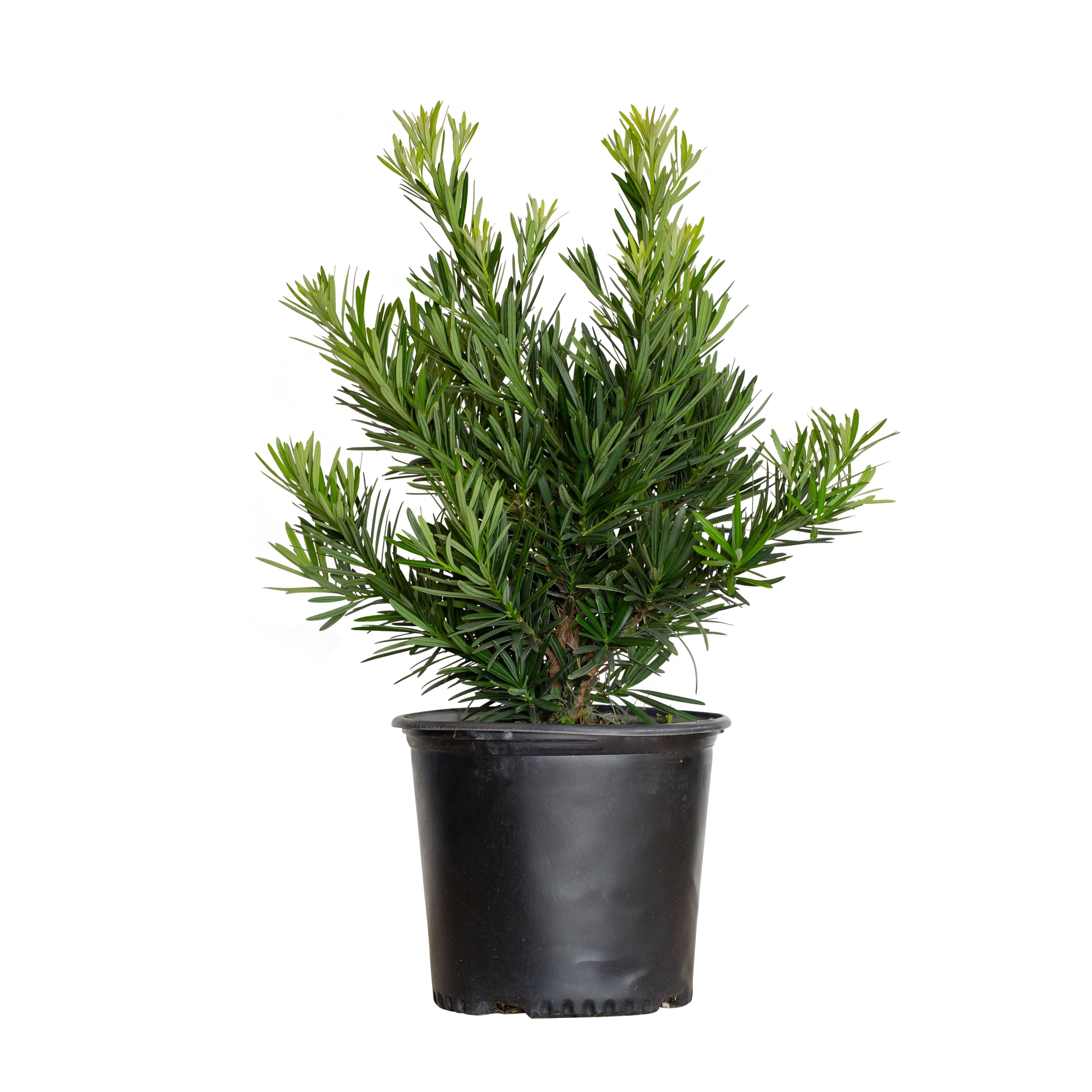 2.5 Gallon Dark Green Needle-like Foliage Evergreen Shrub