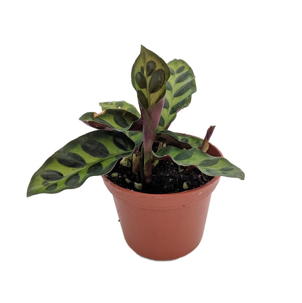 Small Green and Purple Rattlesnake Plant in 2.5" Pot