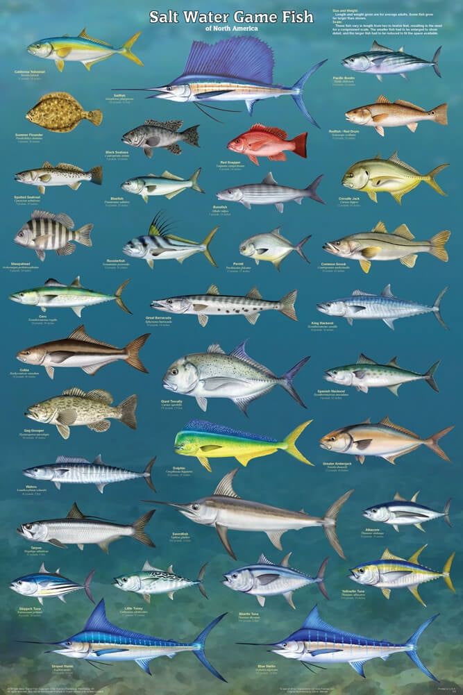 Salt Water Game Fish of North America Educational Poster 24x36