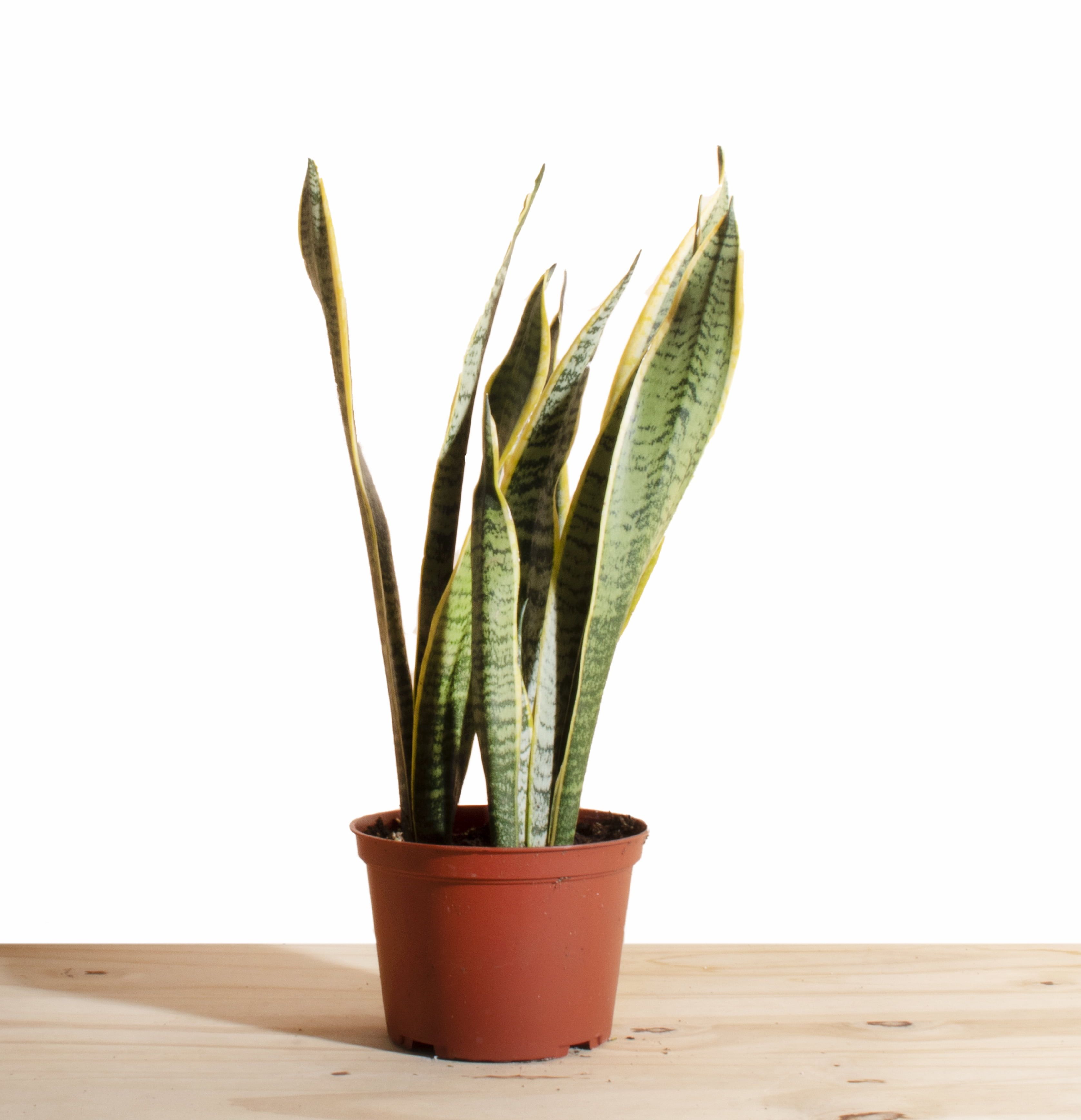 Sansevieria Laurentii Snake Plant in 6" Terracotta Pot