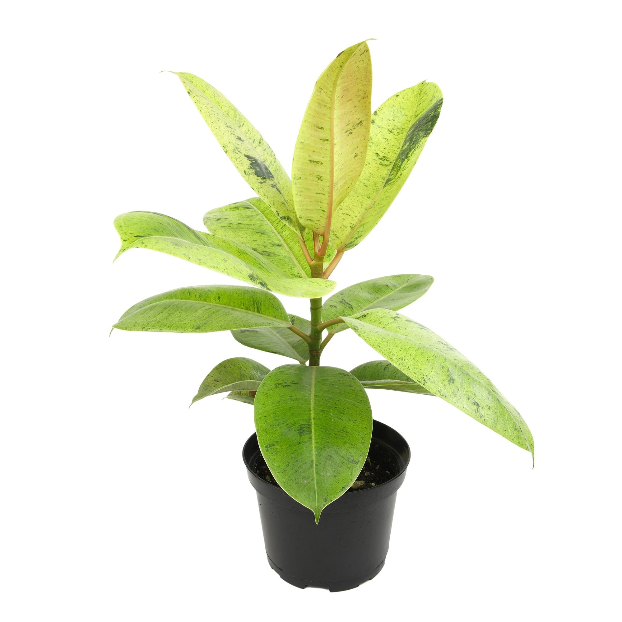 Shivereana Variegated Rubber Plant in Black Plastic Pot