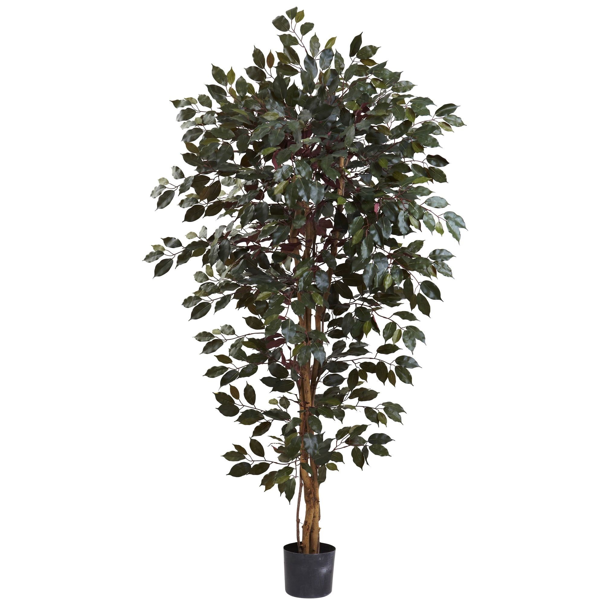 6' Green Silk Capensia Ficus Tree with Plastic Pot