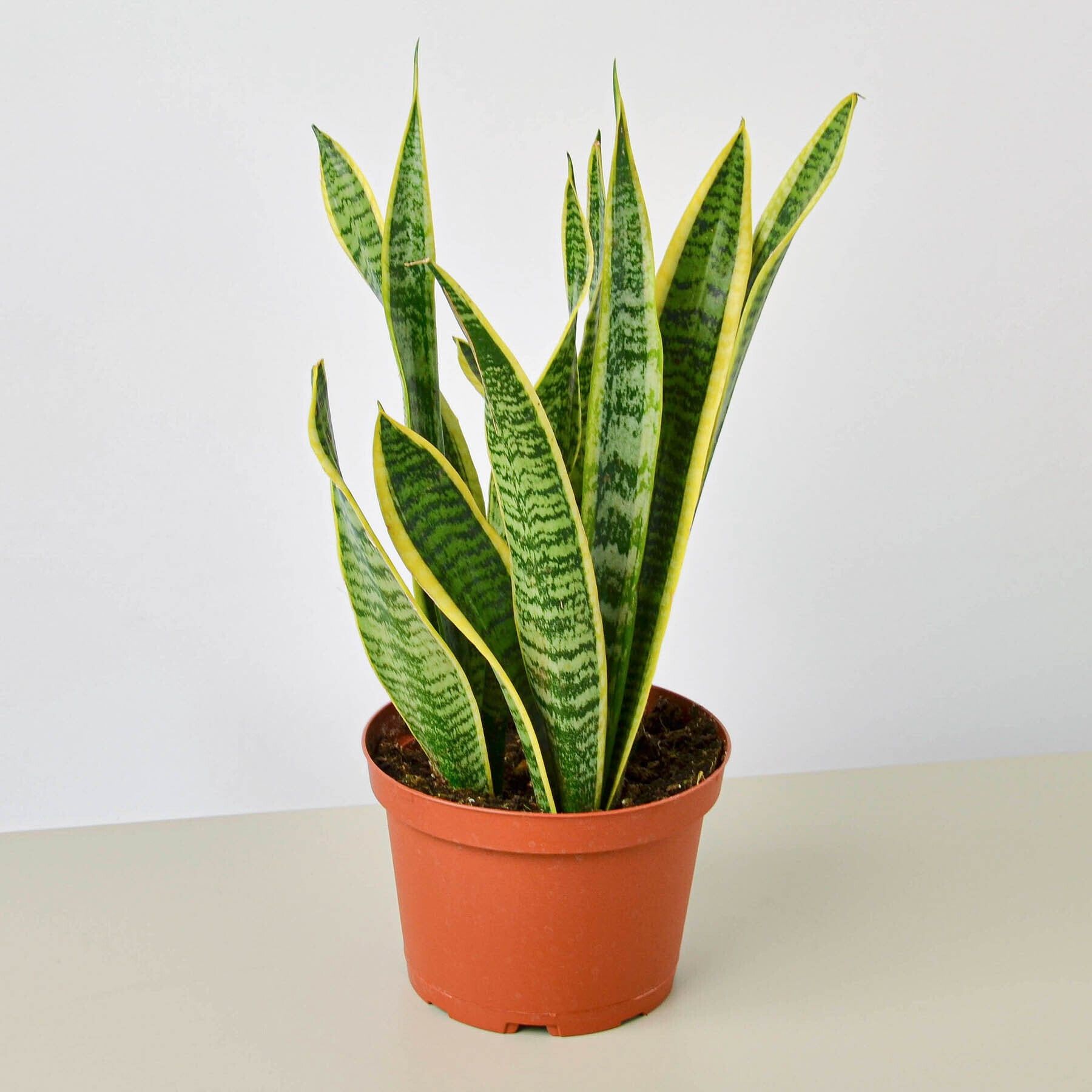 Sansevieria Laurentii 6" Pot Indoor Outdoor Houseplant