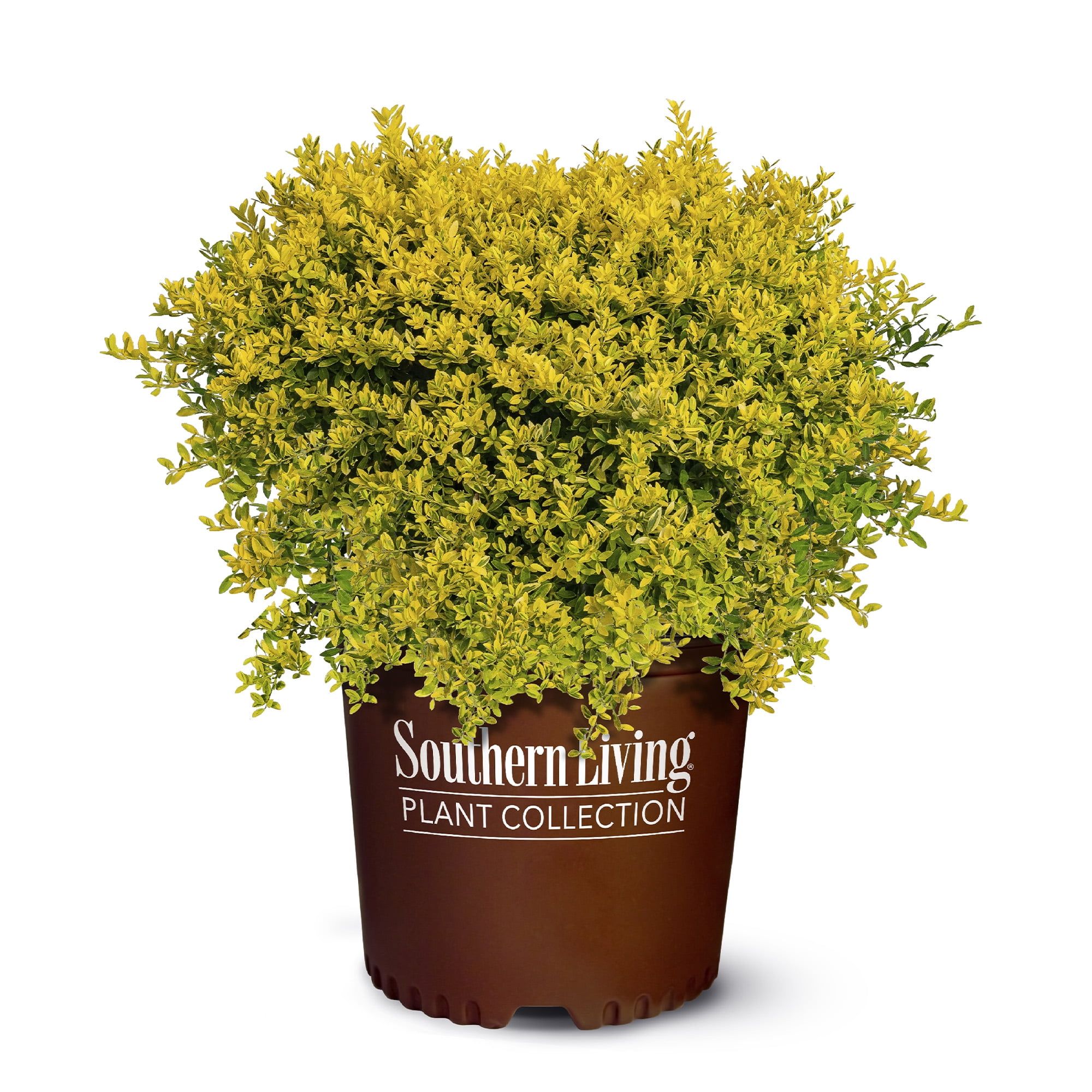 Touch of Gold Holly 2 Gallon Evergreen Shrub