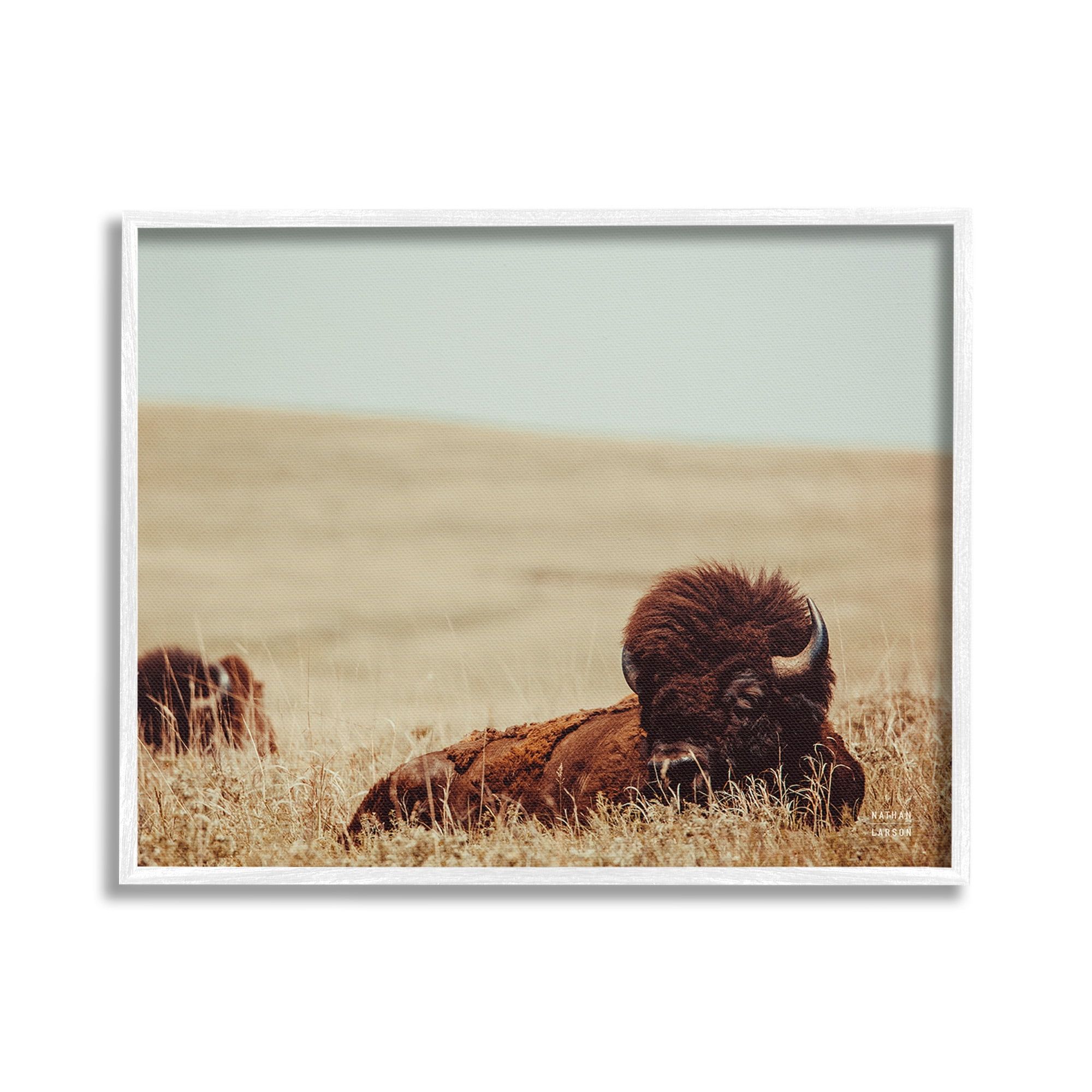 White Framed Bison Relaxing in Field 30 x 24 Art Print