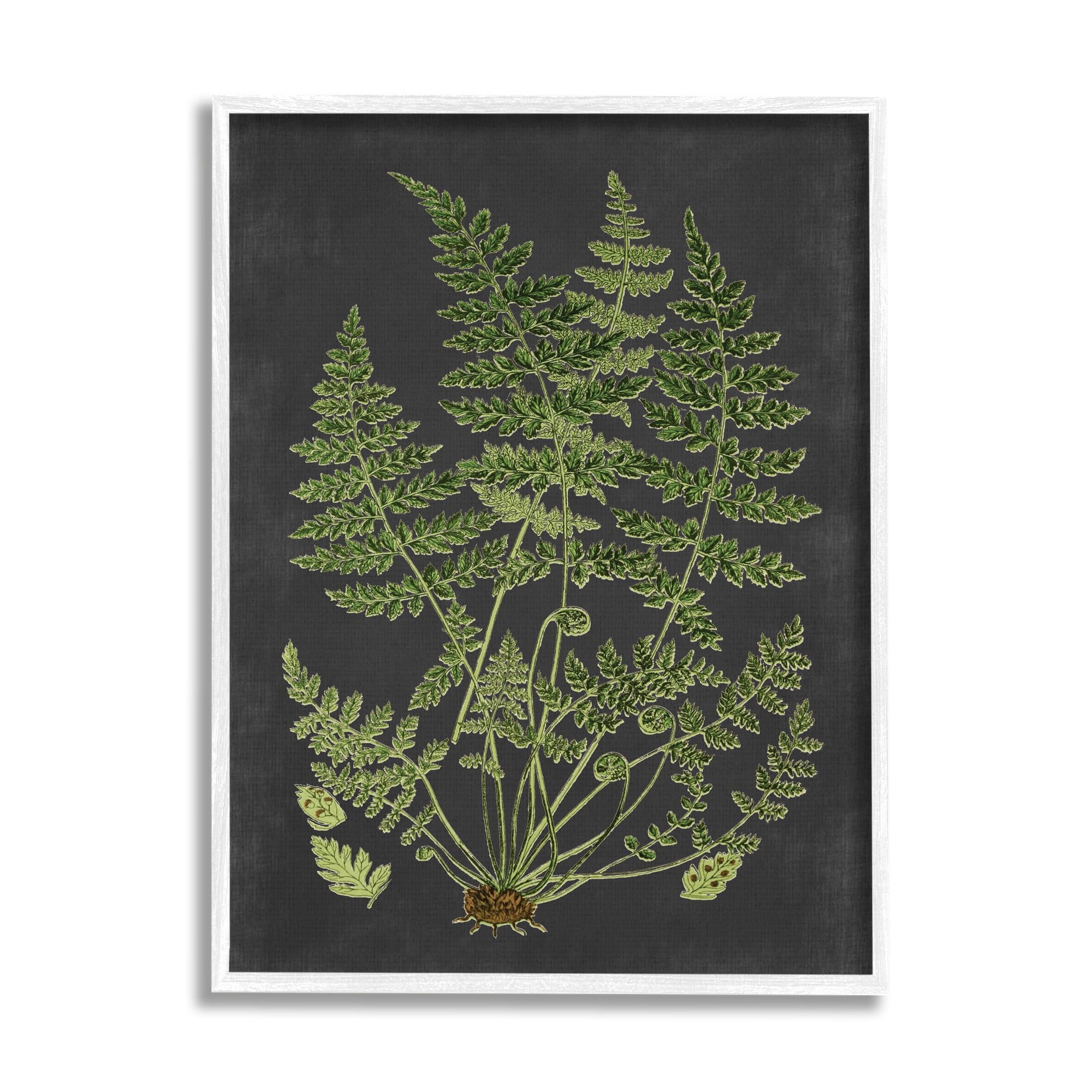 Green Botanical Drawing Print with White Wood Frame, 11x14