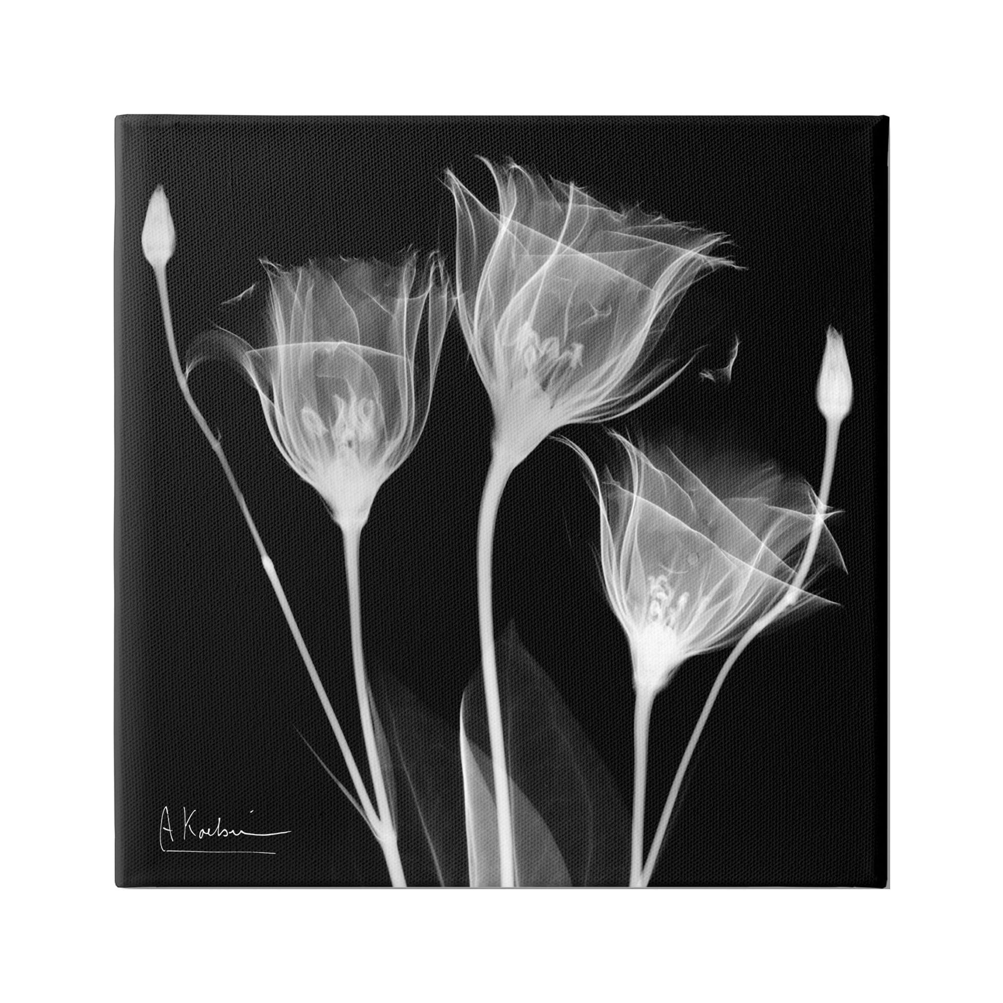 24" x 24" Black and White Tulip X-Ray Canvas Print