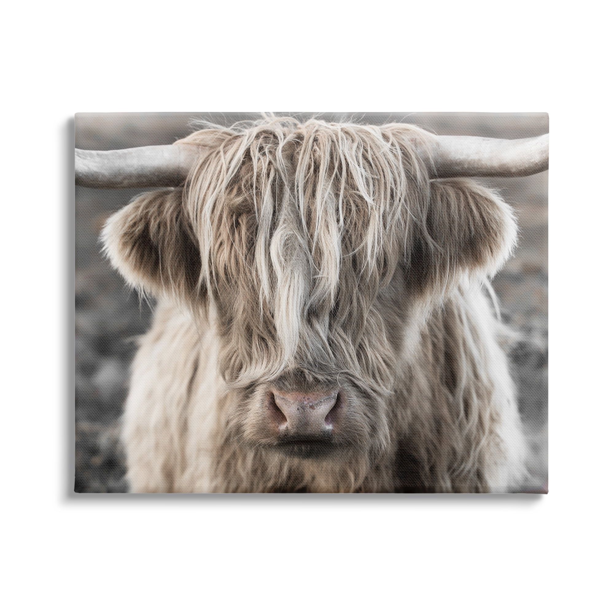 Highland Cattle Animal Photography Canvas Print, 20 x 16 Inch