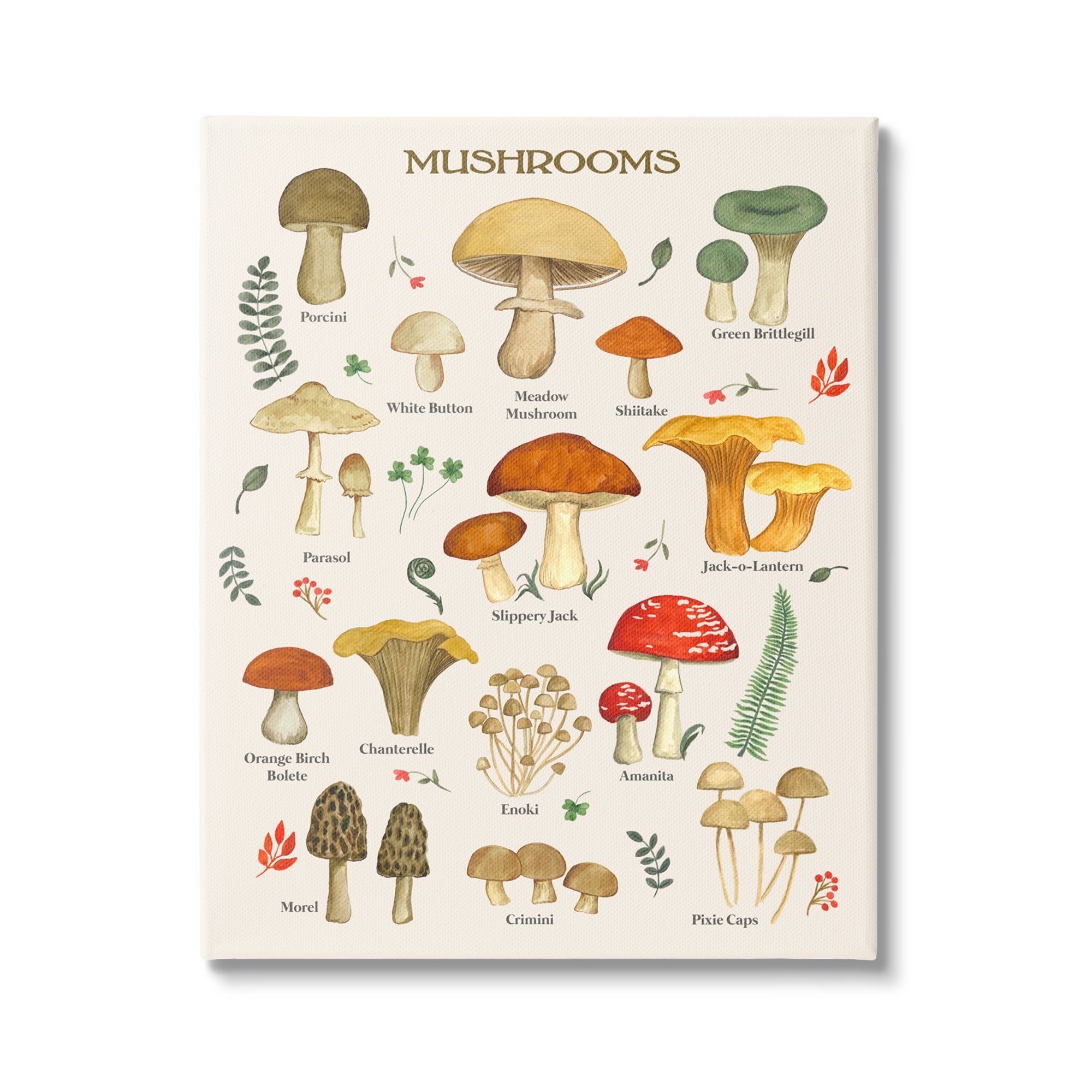 Botanical Mushroom Studies Canvas Wall Art, 16 x 20