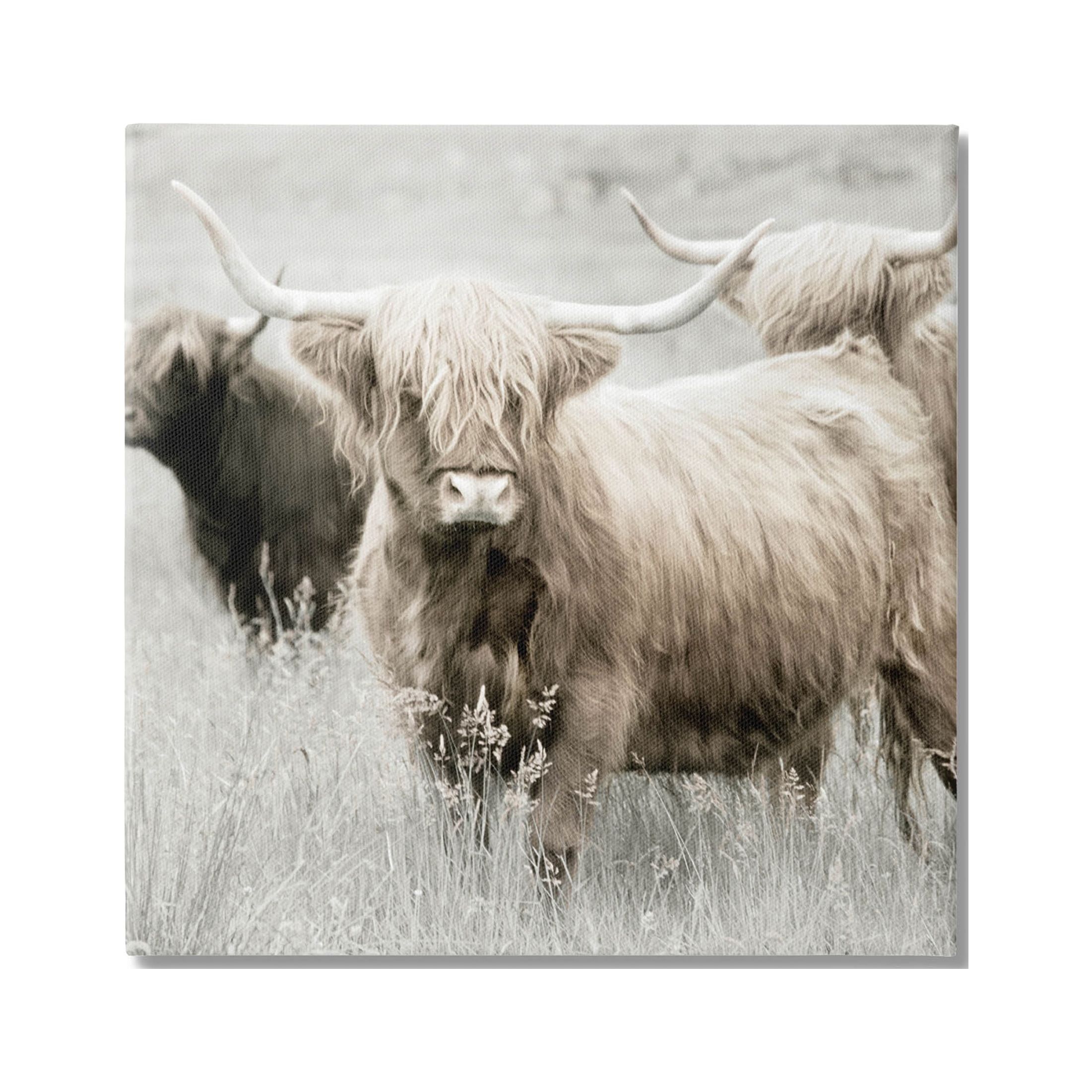 Highland Cattle Meadow 30" Square Canvas Print