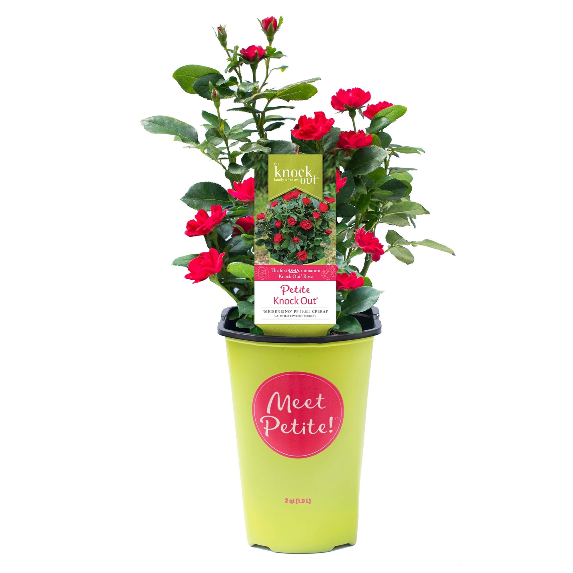 Compact Fire Engine Red Petite Knock Out Rose (2 Quart)