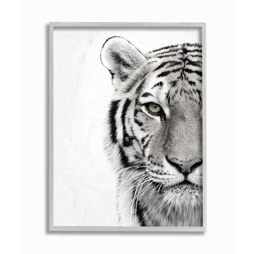 White Tiger Close-Up Black and White Framed Canvas Print, 16 x 20