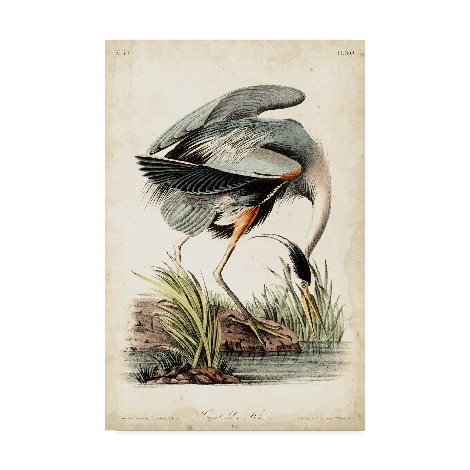 Blue Heron Portrait Traditional Framed Canvas Art, 12x19 Inches