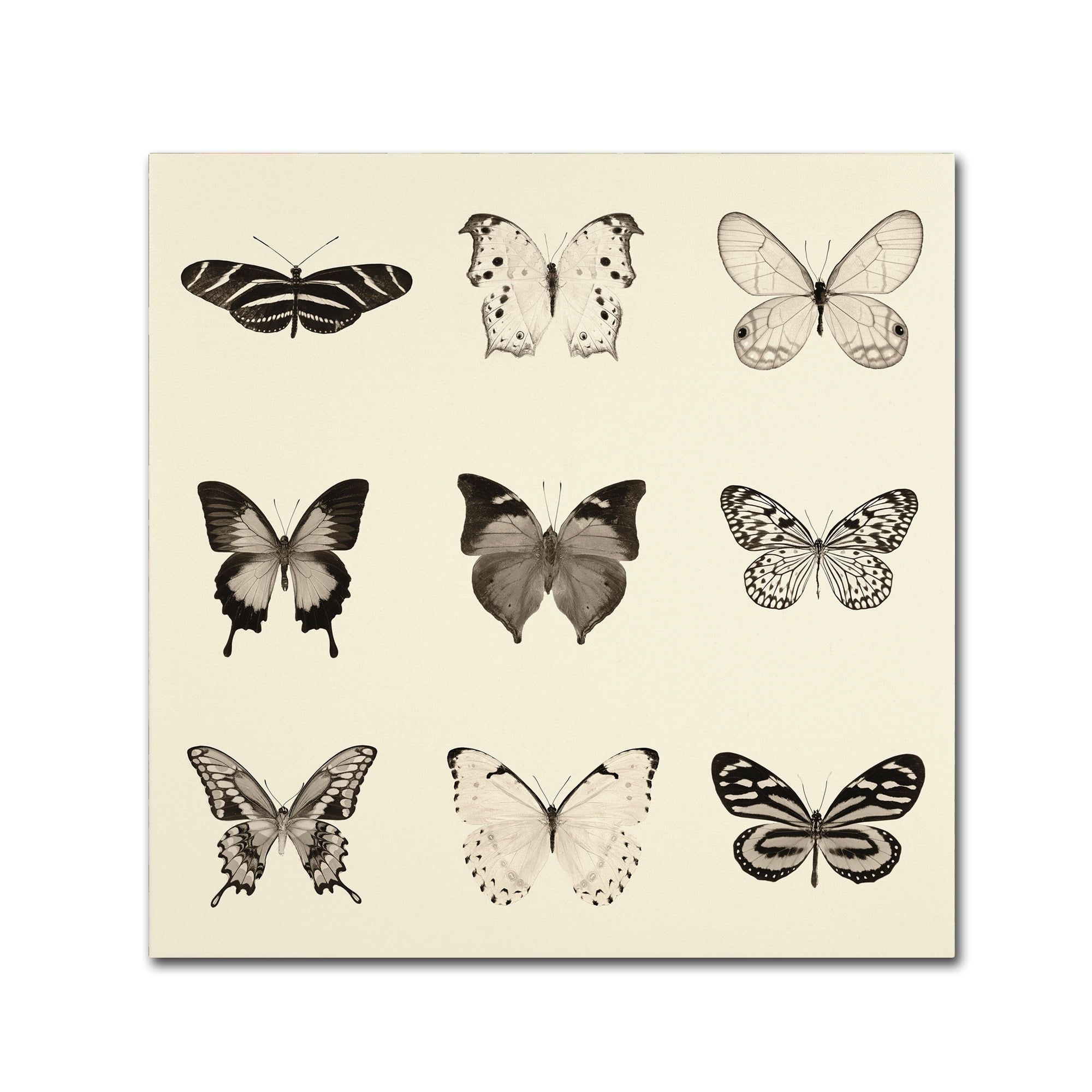 14 x 14 Black and White Butterfly Canvas Art