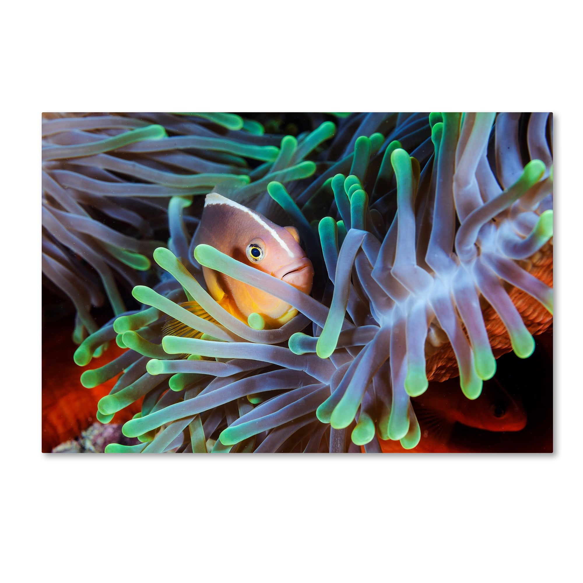 Barathieu Gabriel Clownfish Still Life Canvas Art with Wooden Frame